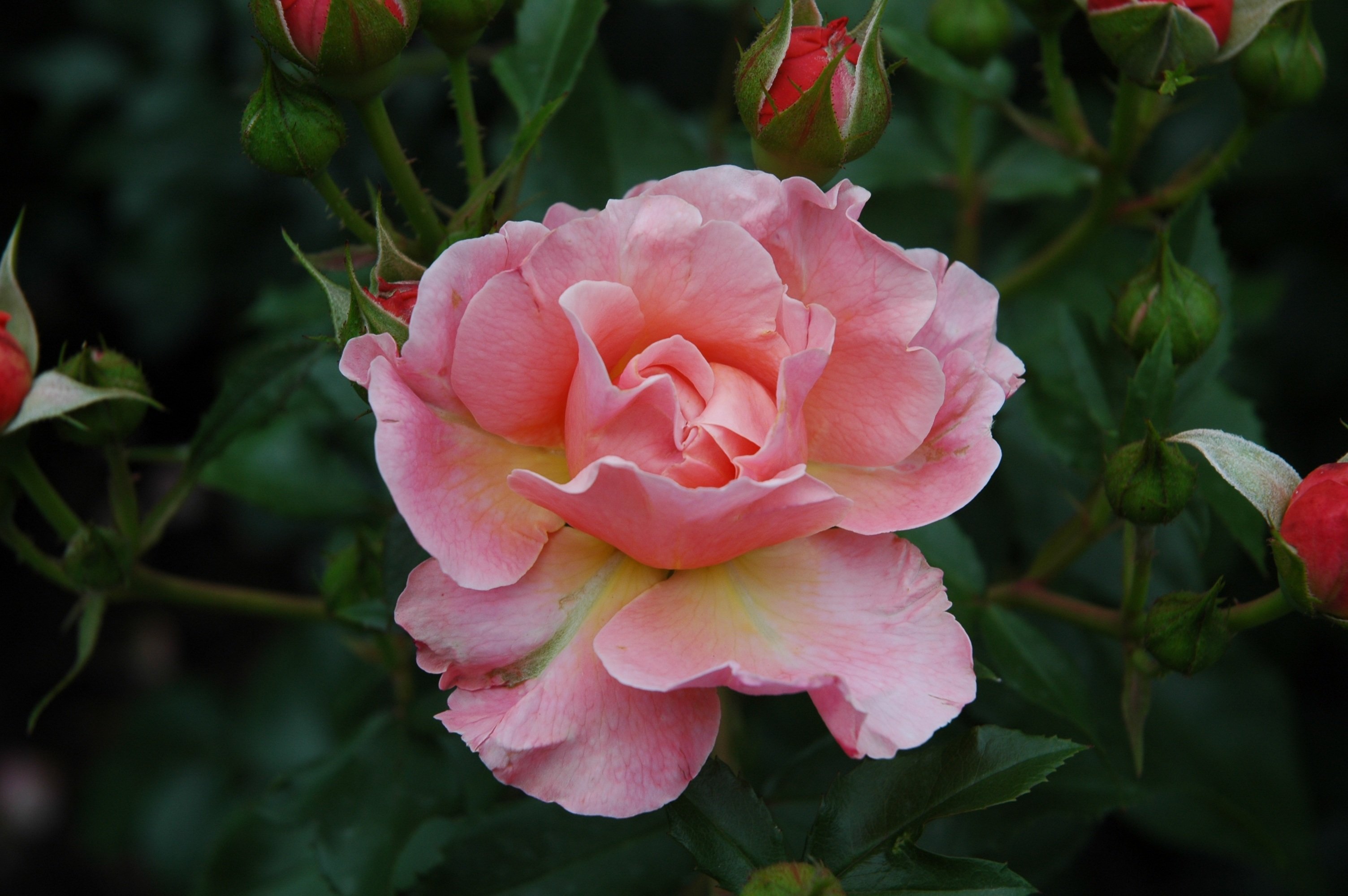 Роза флорибунда атлантик стар фото