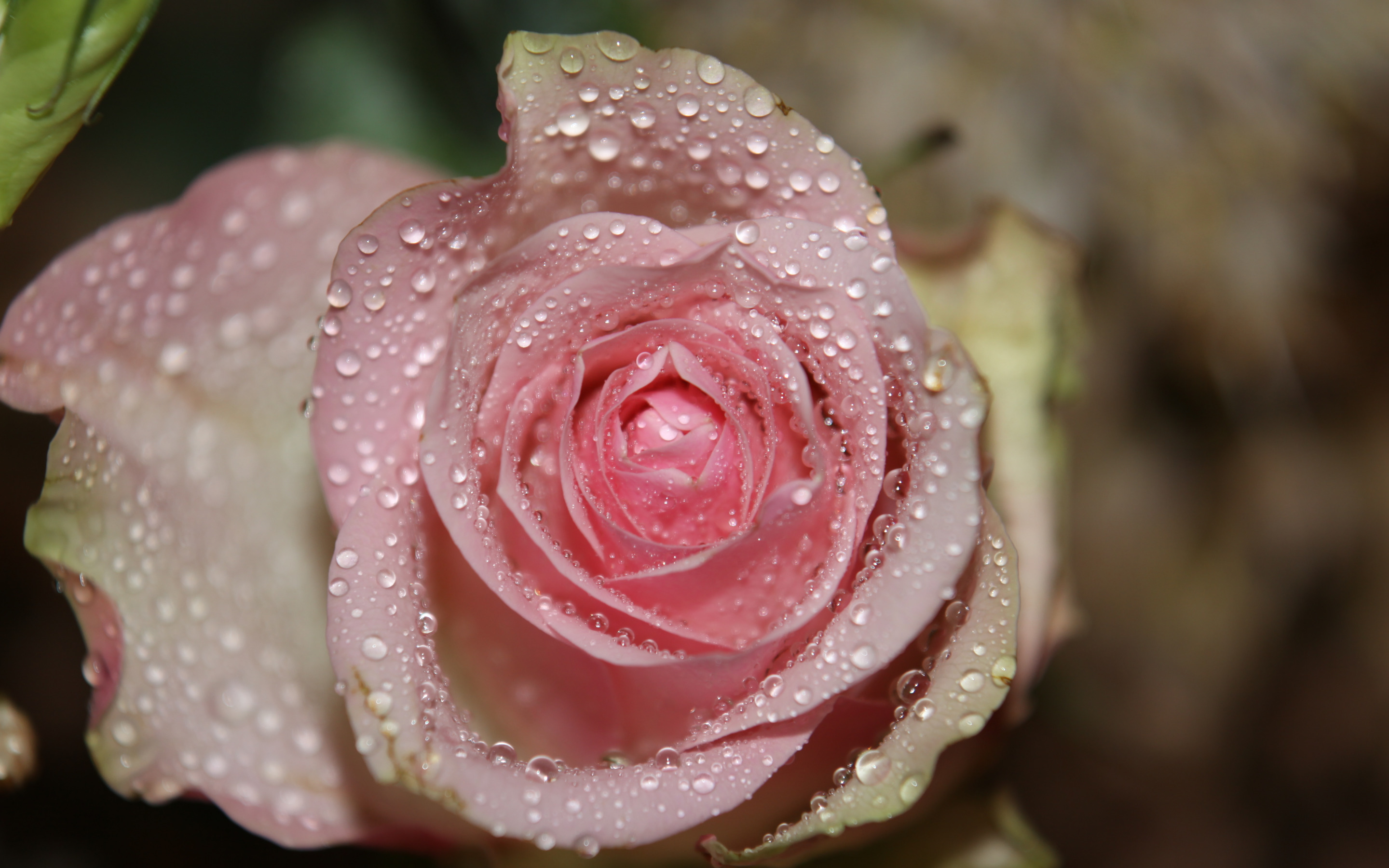 красивейшие розы фото высокого разрешения
