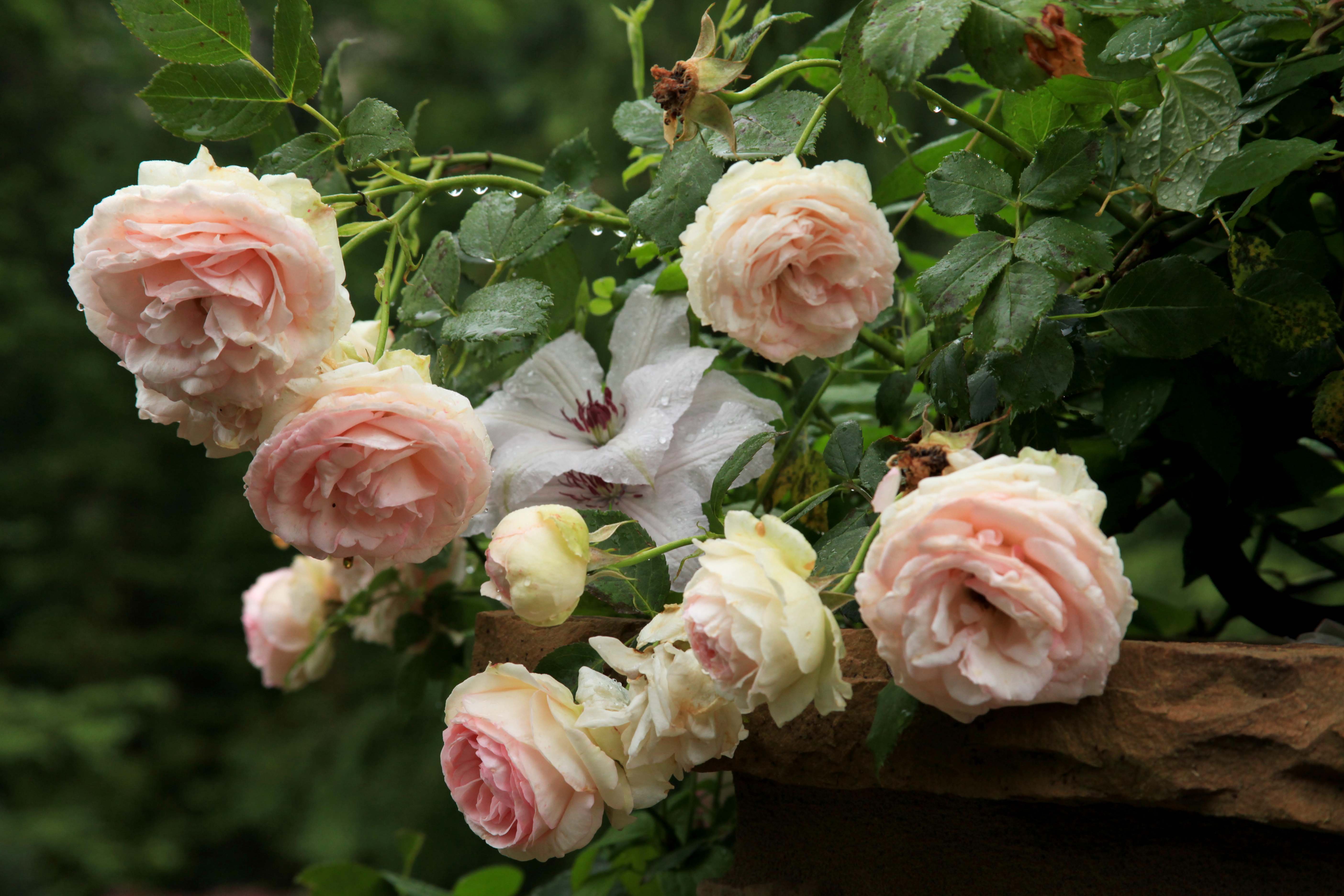 розовые плетистые розы сорта фото