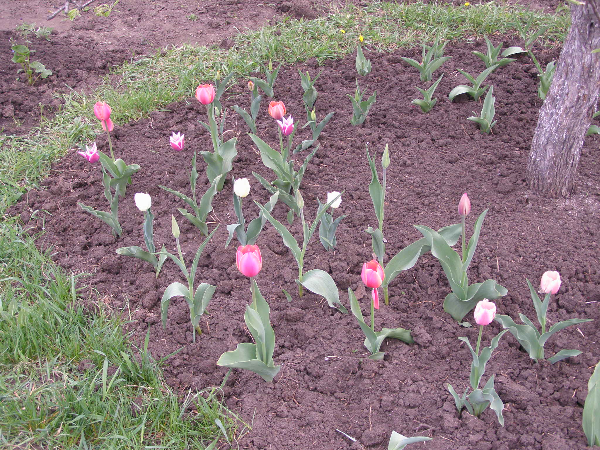 Будут ли цвести тюльпаны посаженные весной. Тюльпаны в грунте. Всходы тюльпанов. Тюльпаны на даче. Посадка тюльпанов.