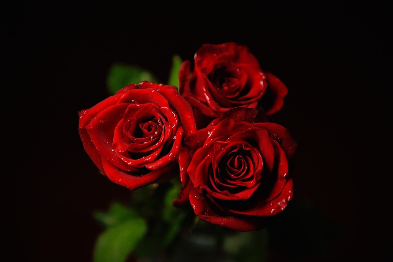 Три красные розы