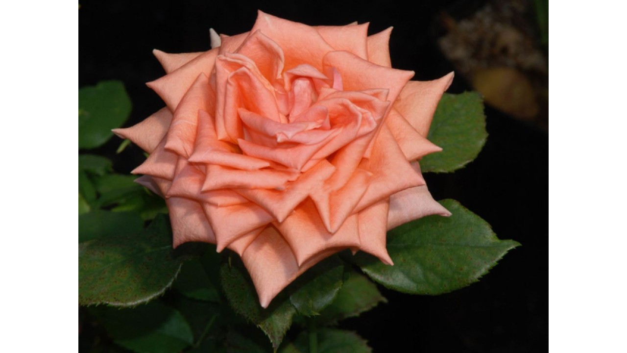 Роза эльдорадо чайно гибридная фото