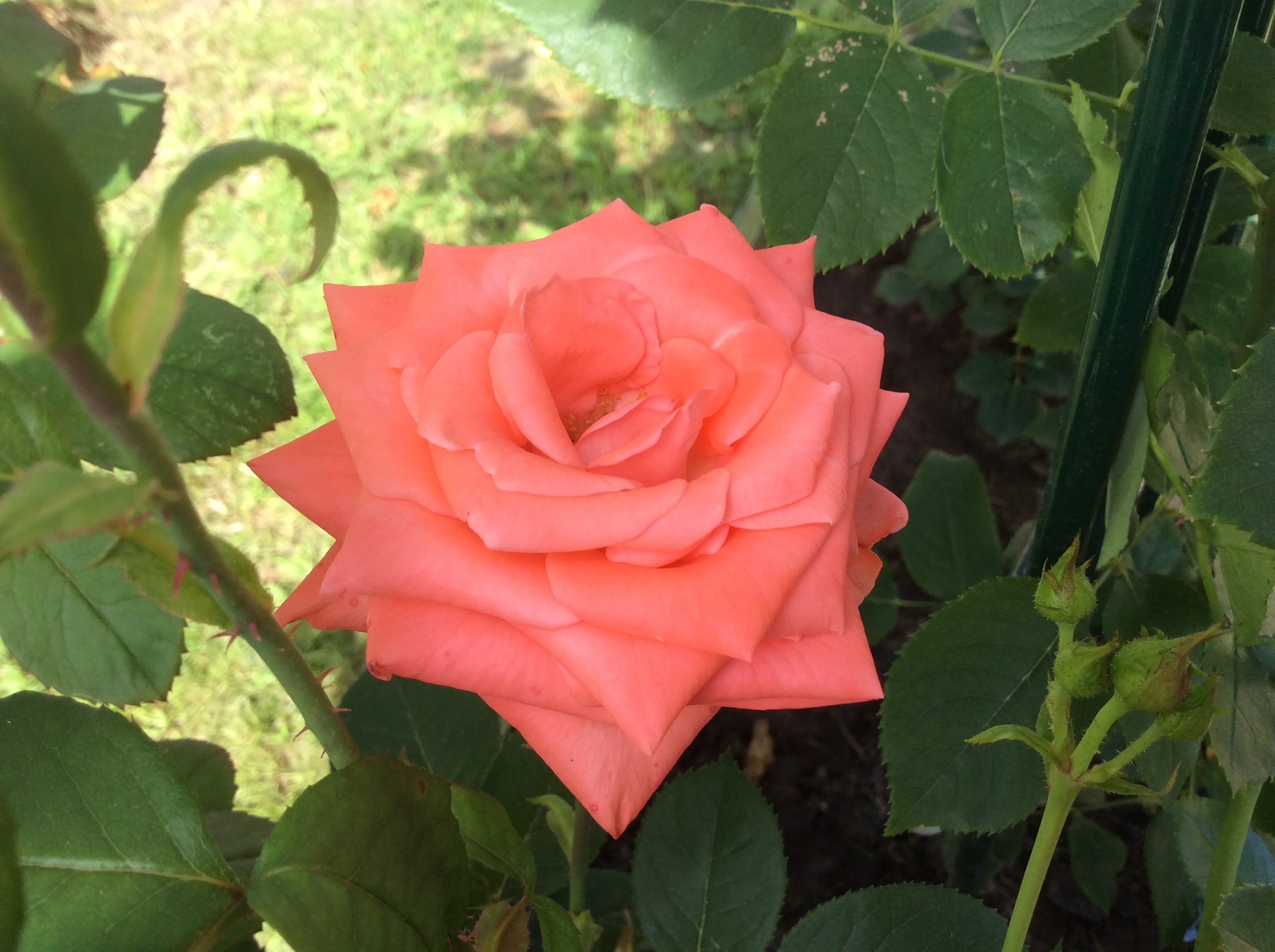 Фото и описание розы эльдорадо