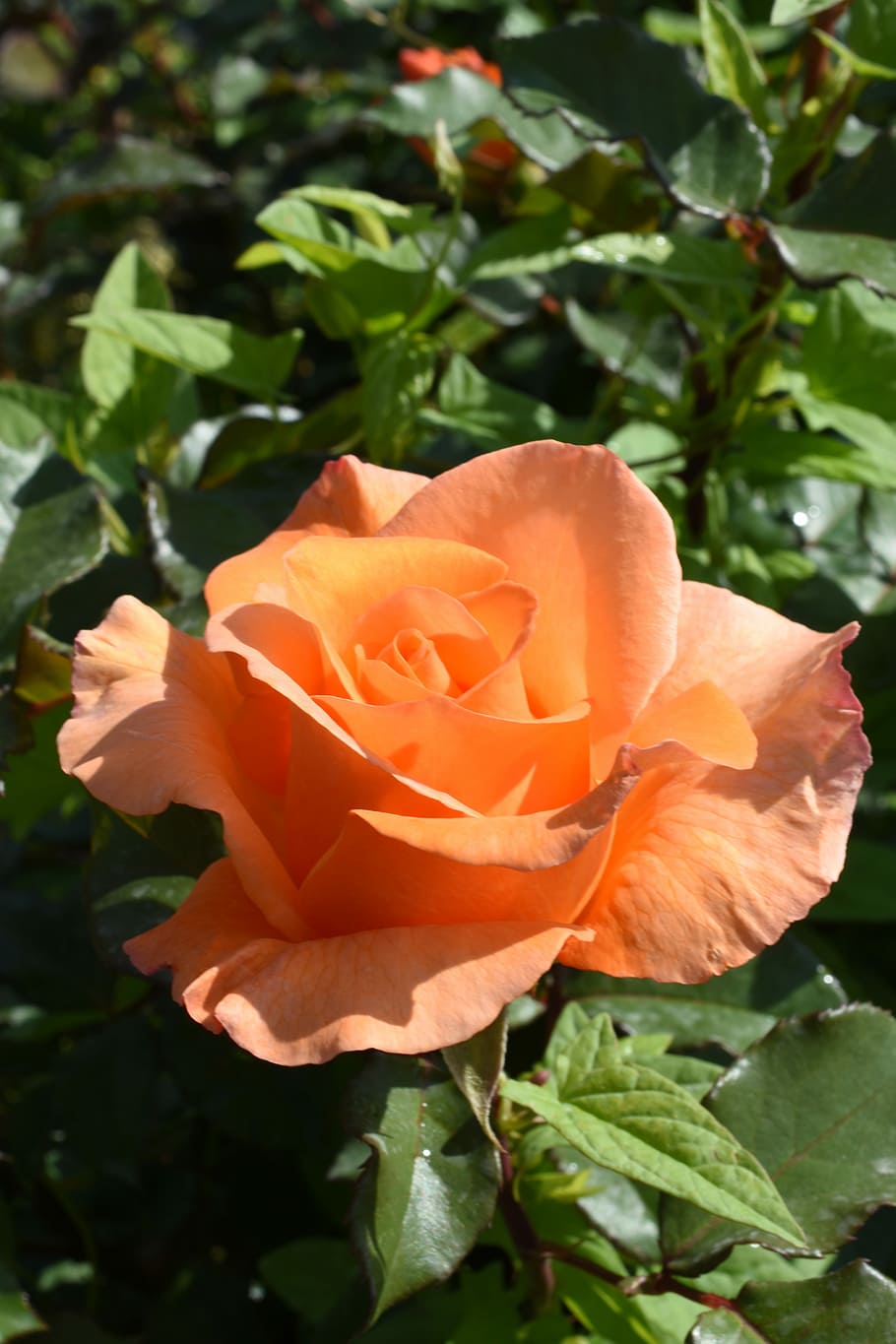 Роза чайно-гибридная 'Eldorado'