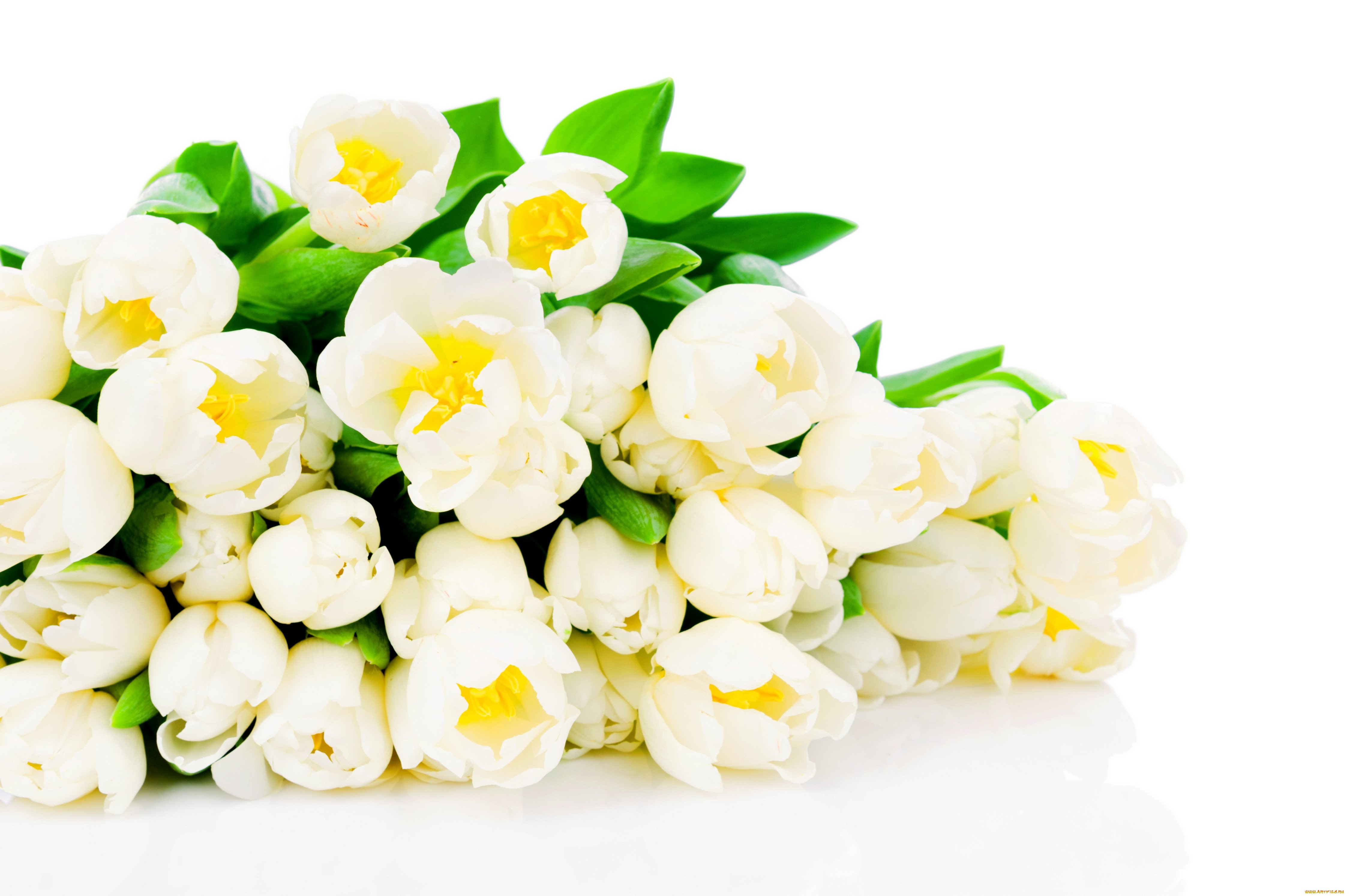 Букет тюльпанов на белом фоне фото