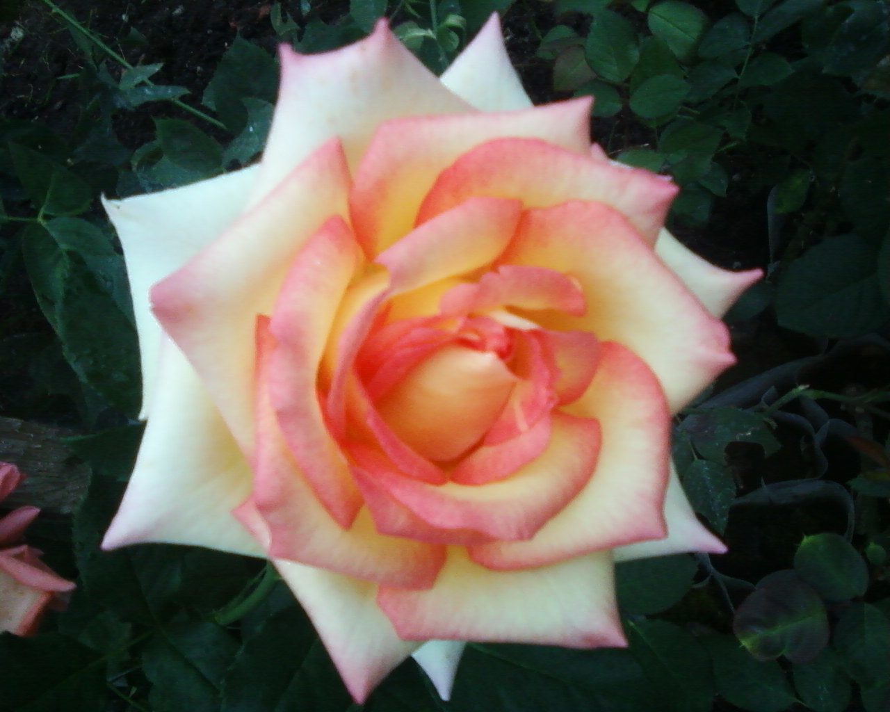 Роза чайно-гибридная ашрам