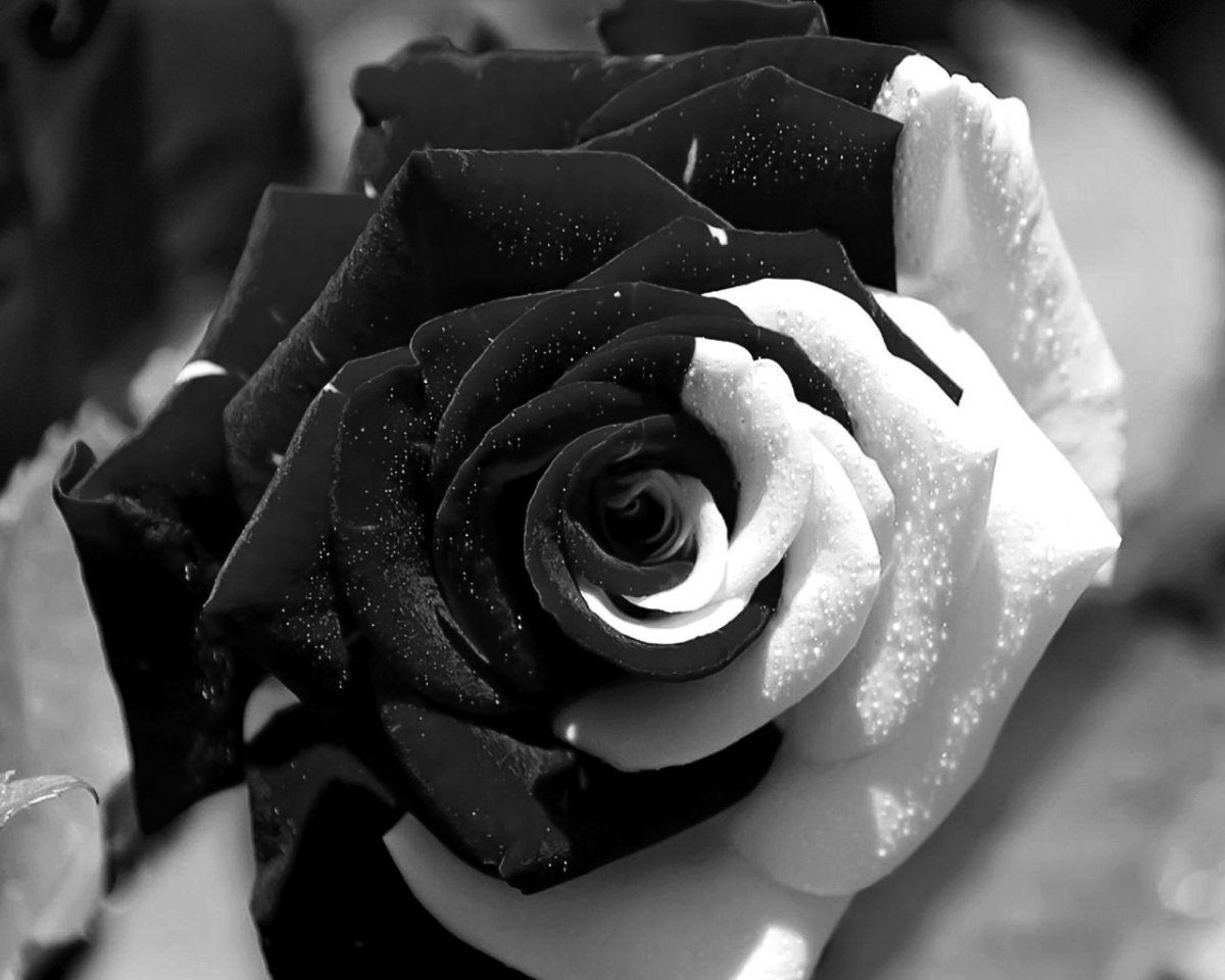 Черная роза фото на аву