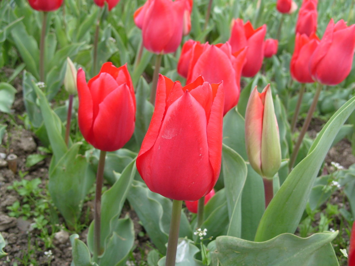 Тюльпан Tulipa Ruby Prince