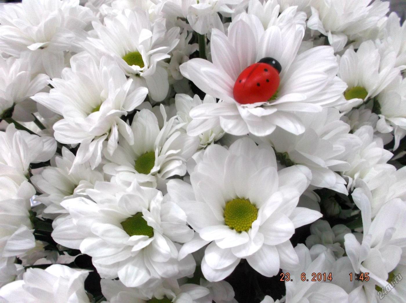 Бакарди белый цветы