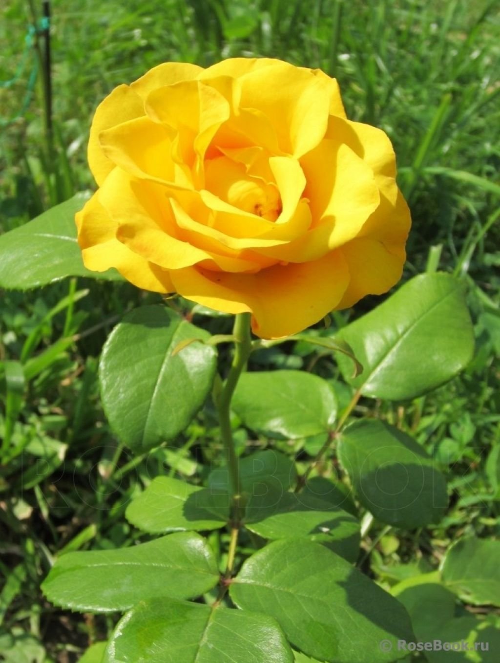 Роза чайно-гибридная керио