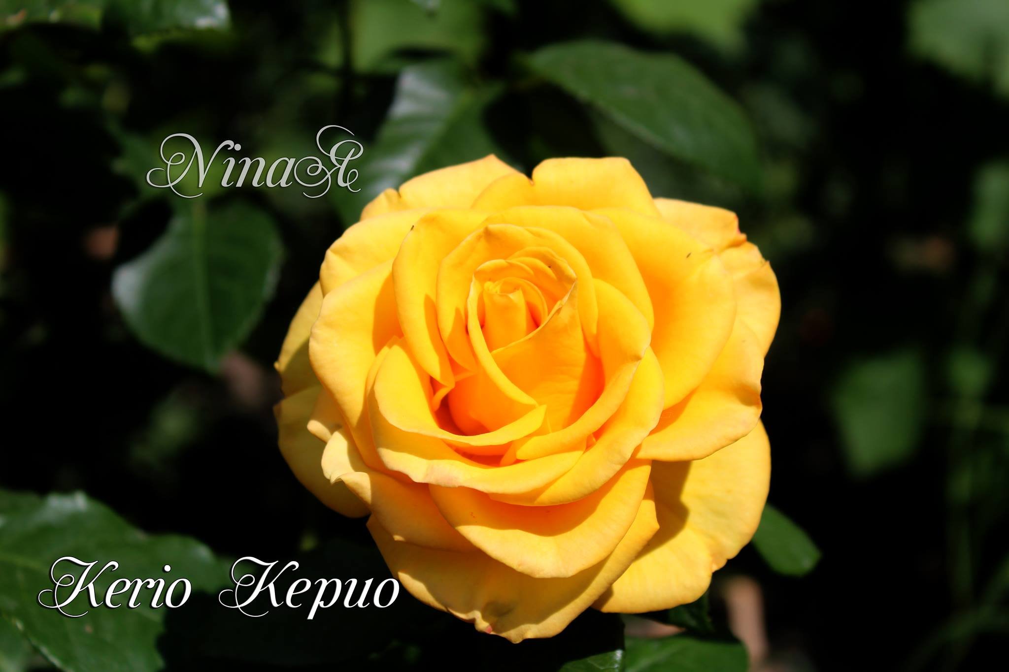 Роза керио (с3) (СП)