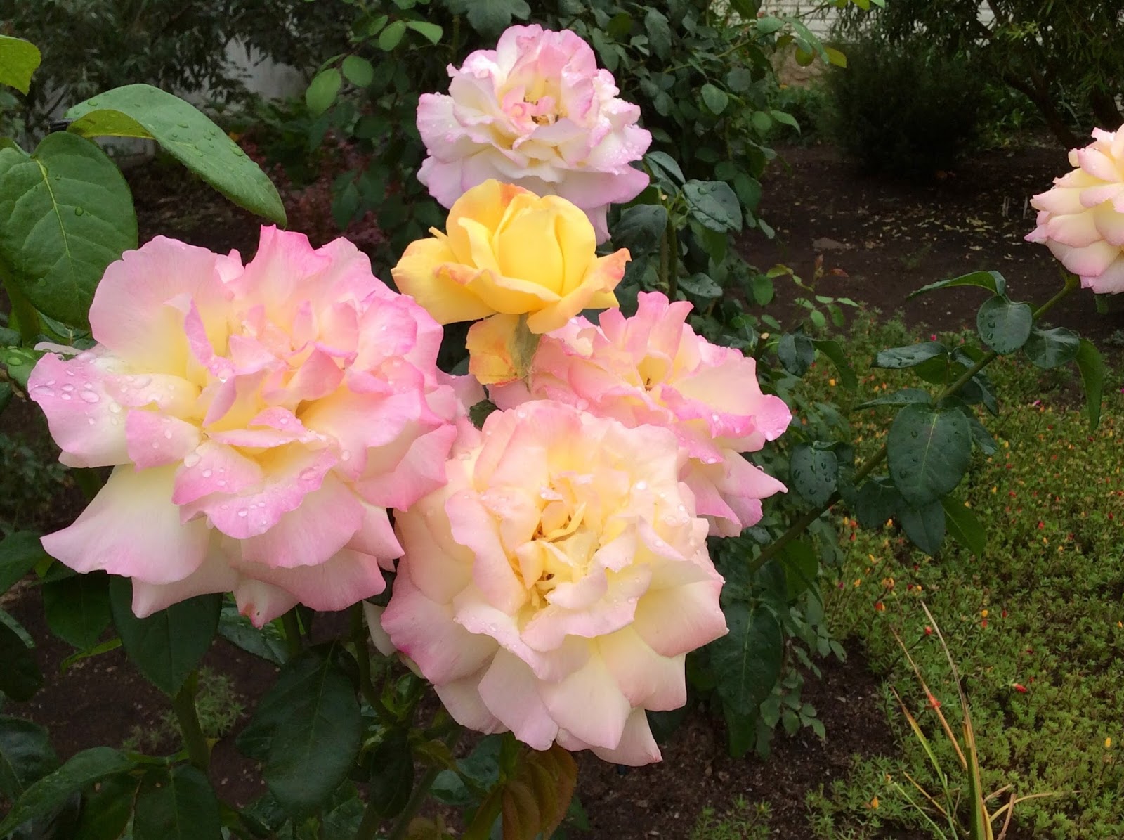 Роза керио и компаньоны в саду