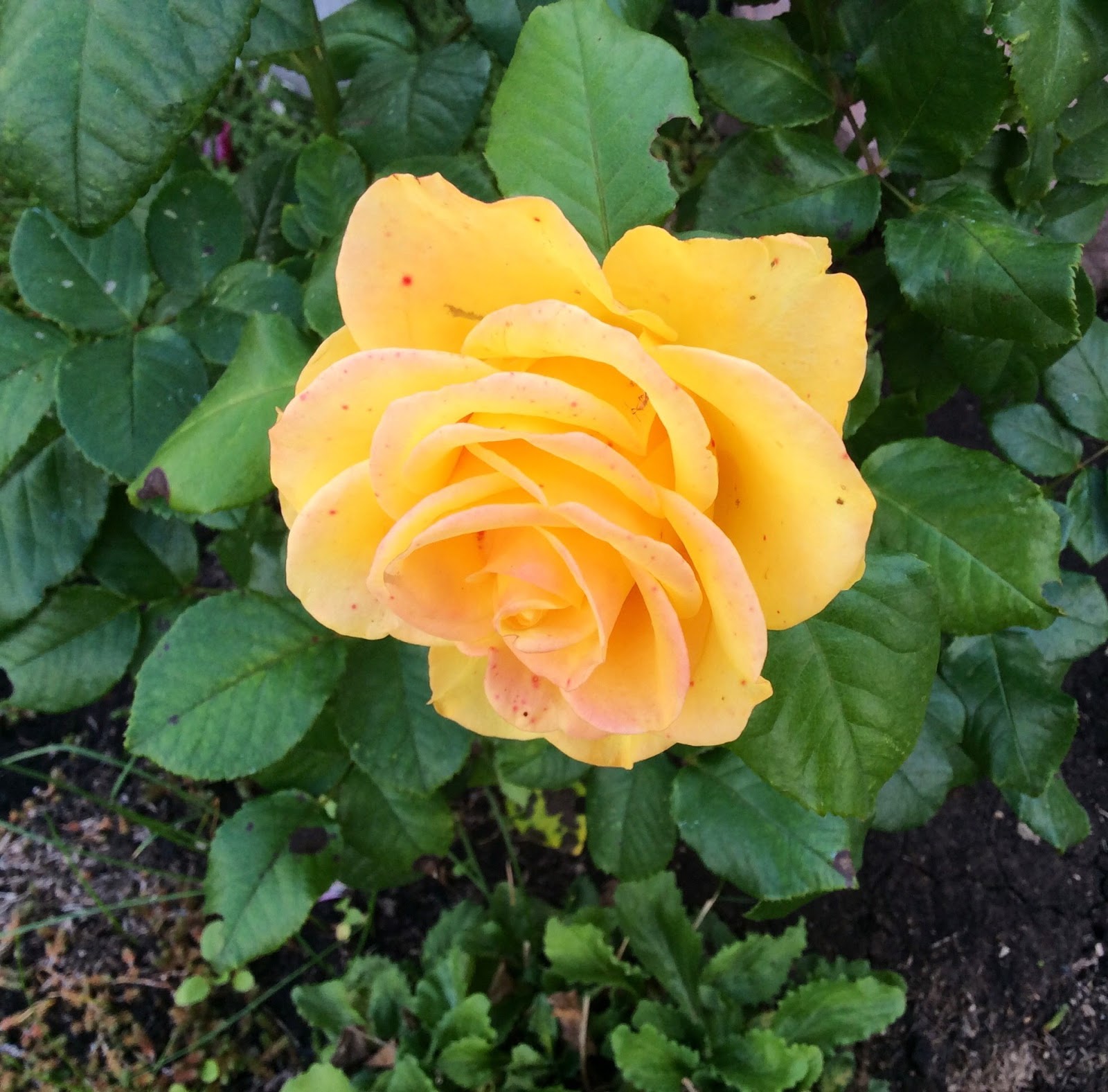 Роза флорибунда керио желтая