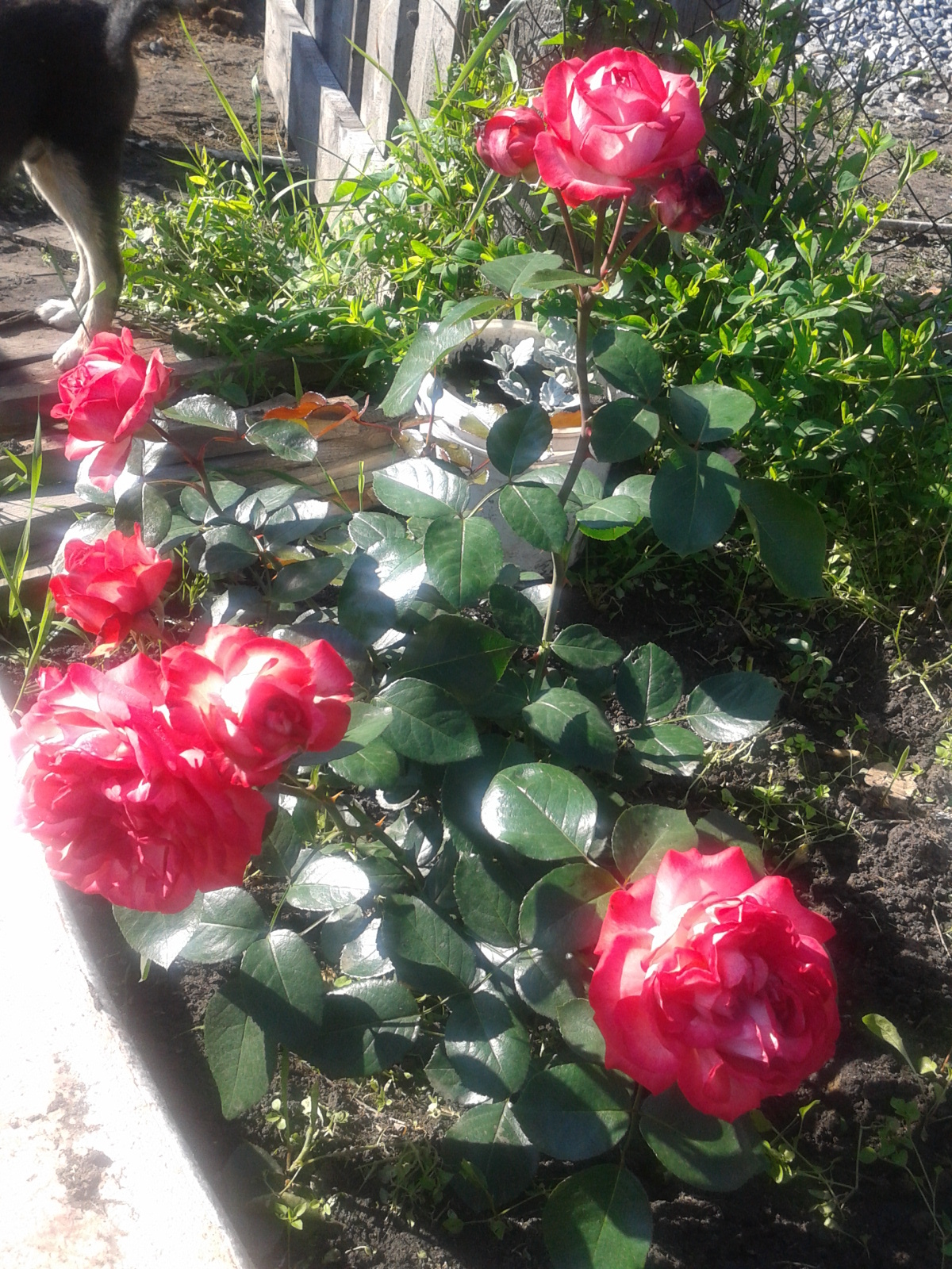 Плетистые розы под названием абракадабра