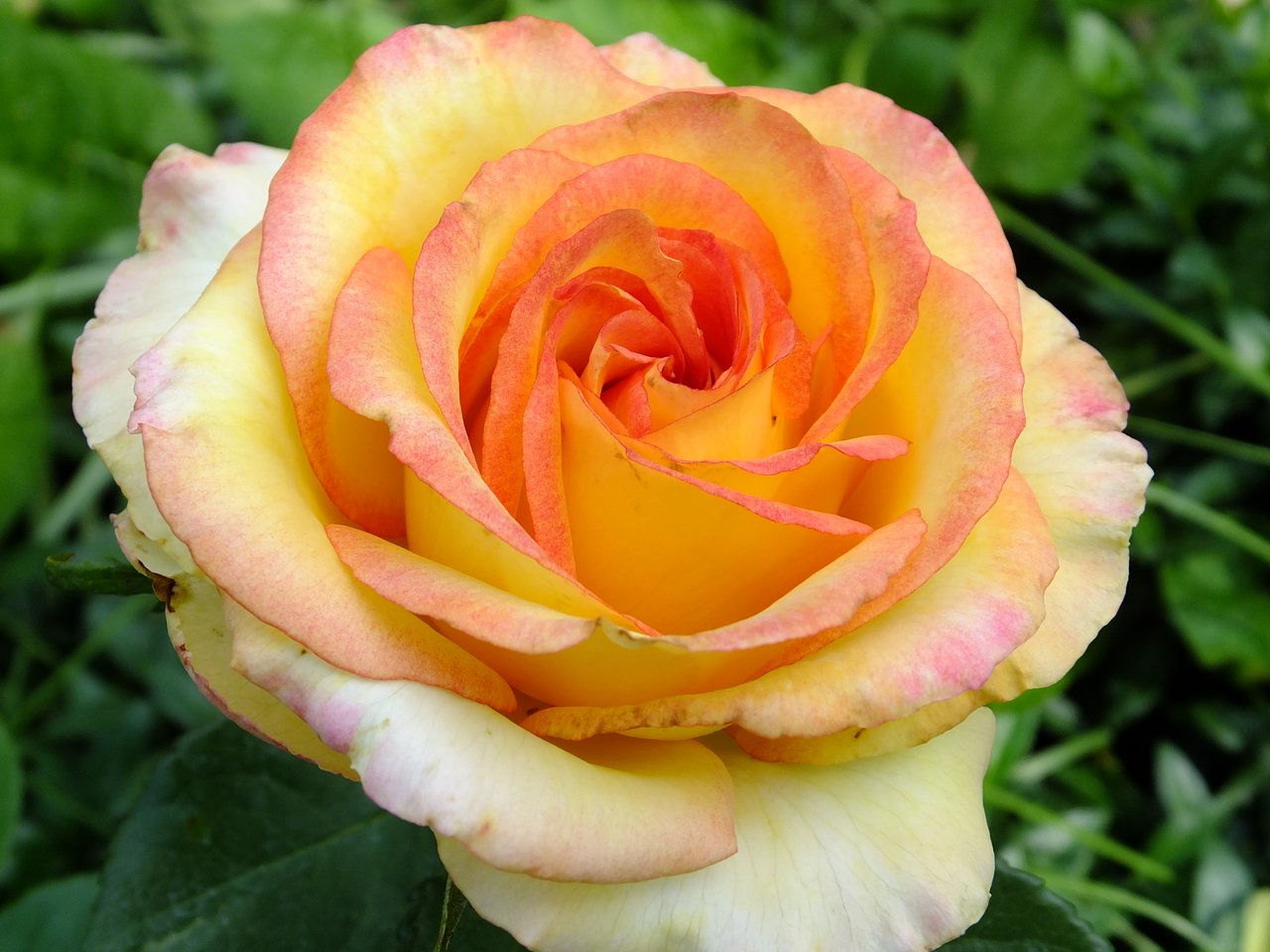 Розы Желтые С Розовой Каймой