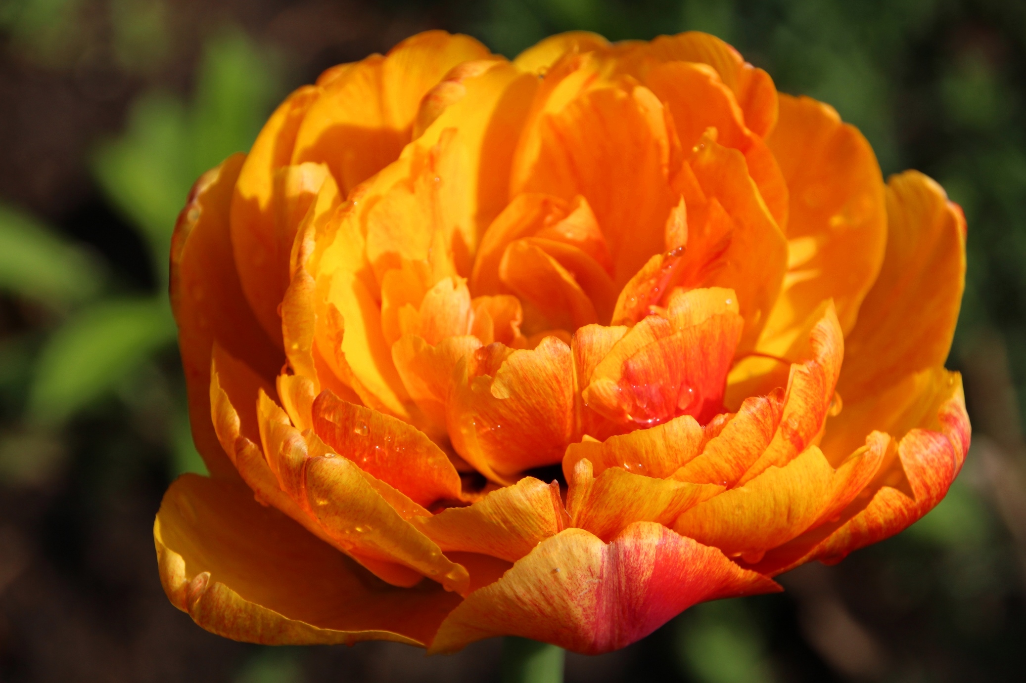 Тюльпан махровый Sunlover