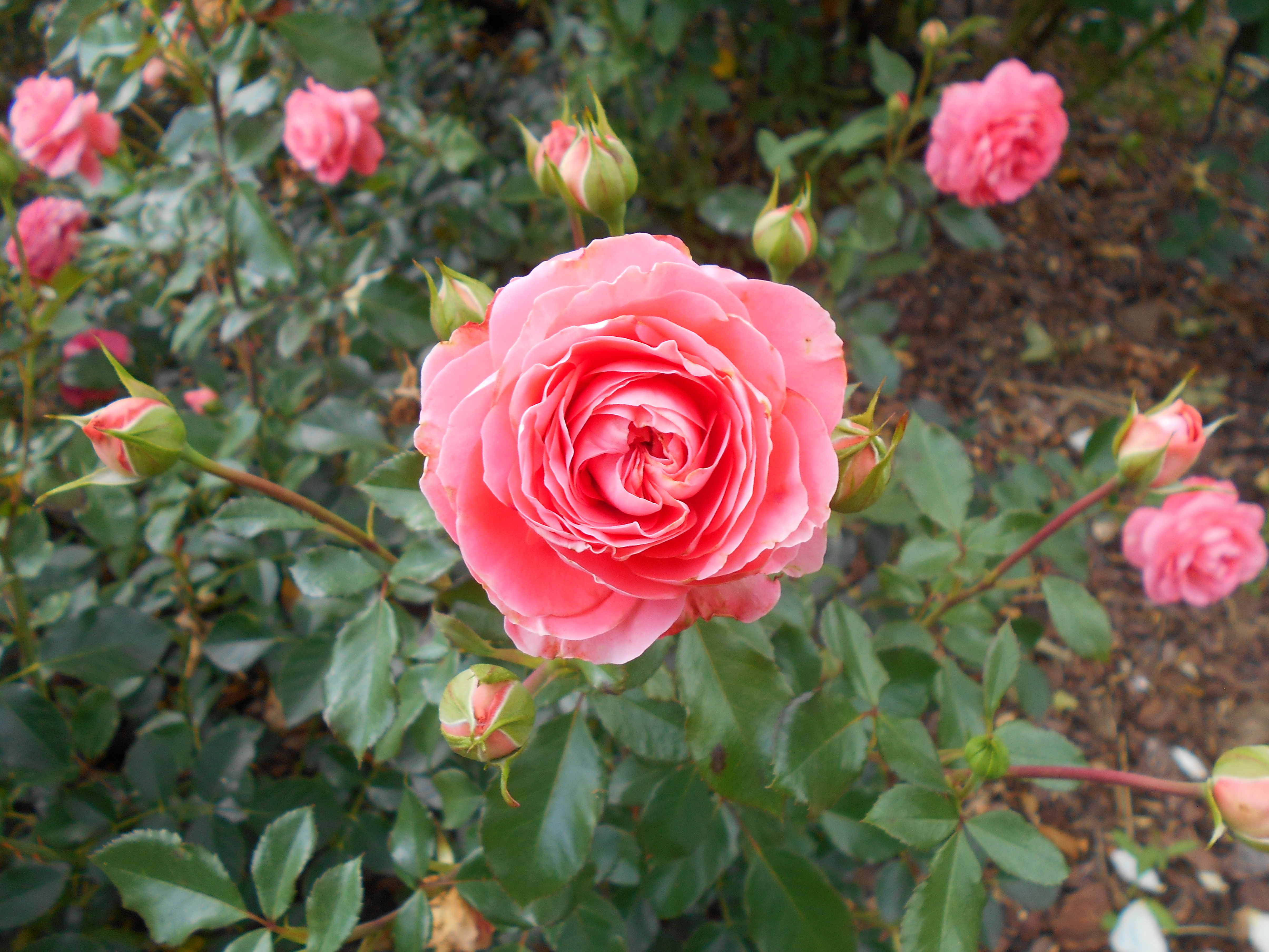 Галерея роз роза Schackenborg Castle