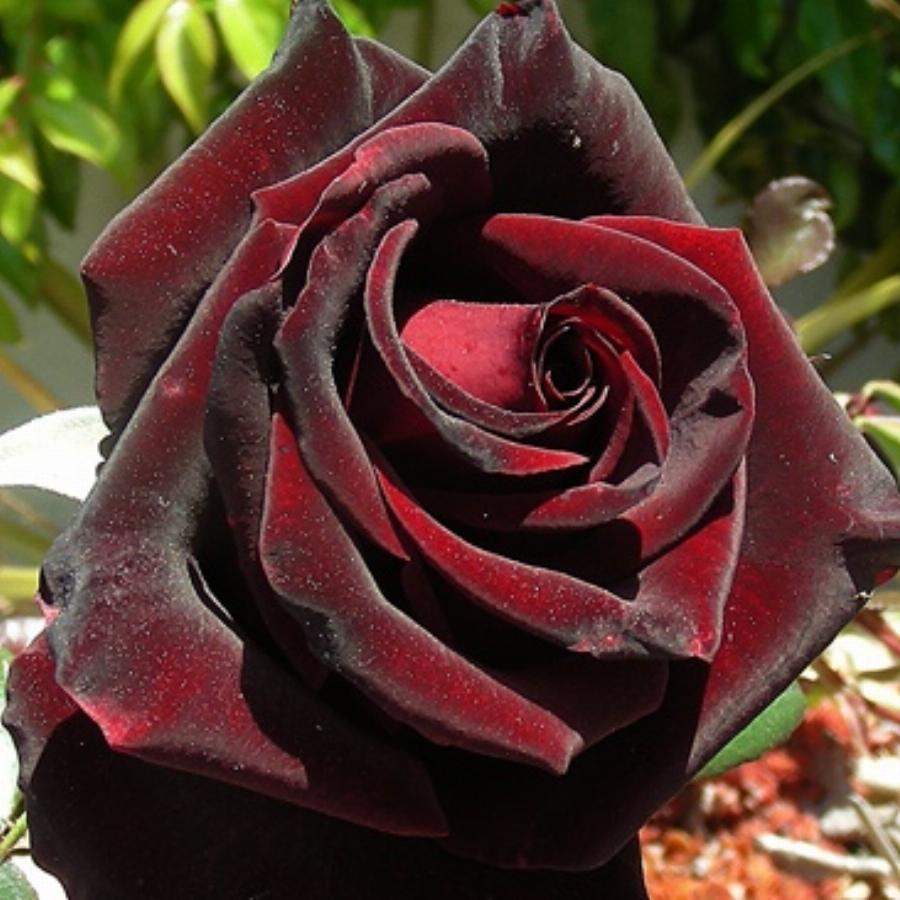 Роза сорт черная магия (78 фото) .