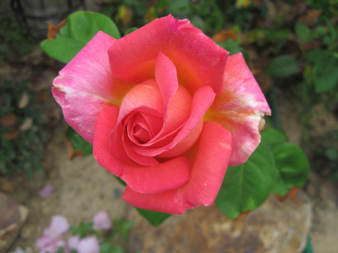 Rupski роза