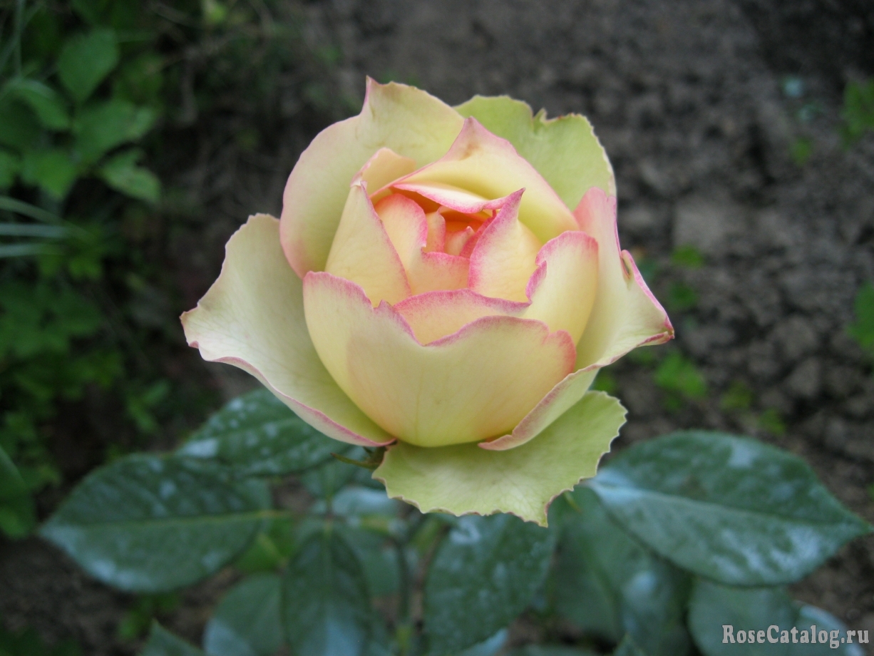 Джалита Jalitah роза