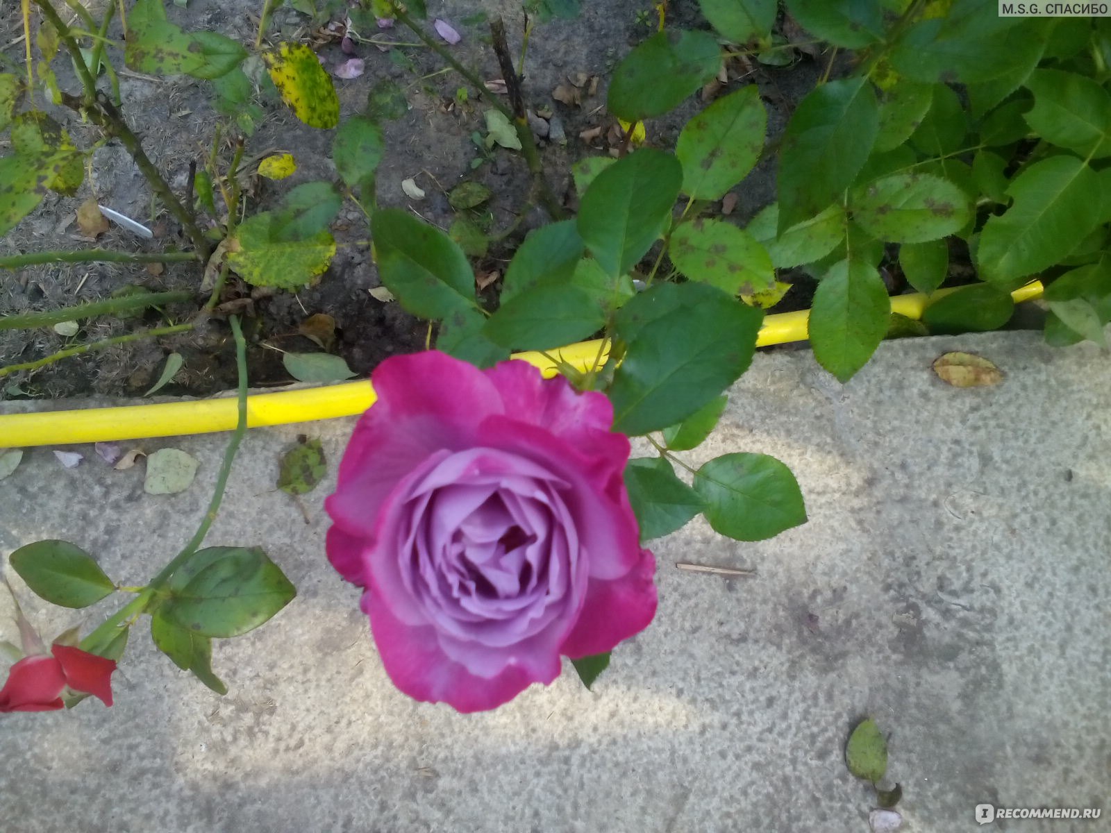 Роза восторг