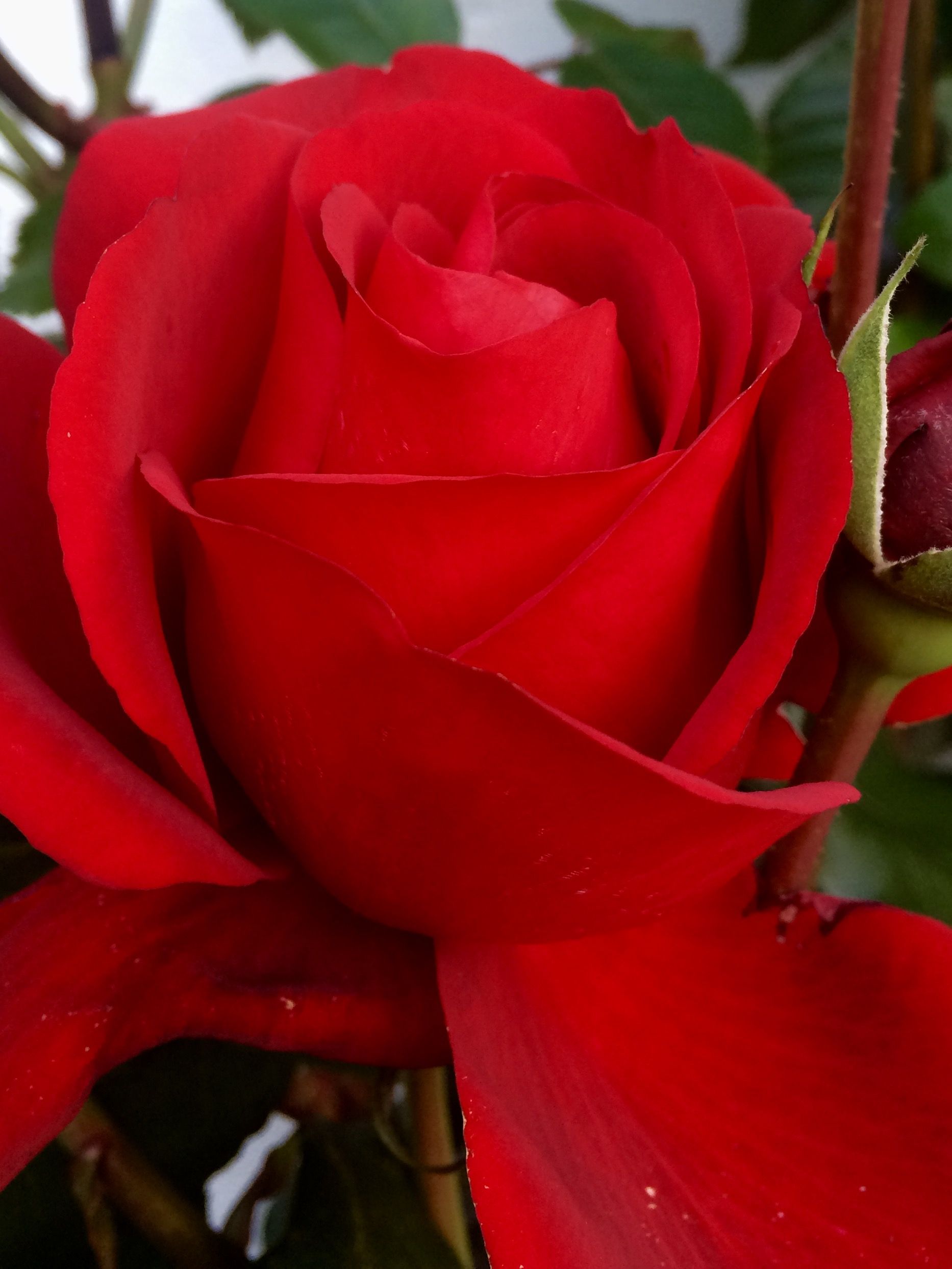 Картинки на рабочий стол цветы самые красивые розы