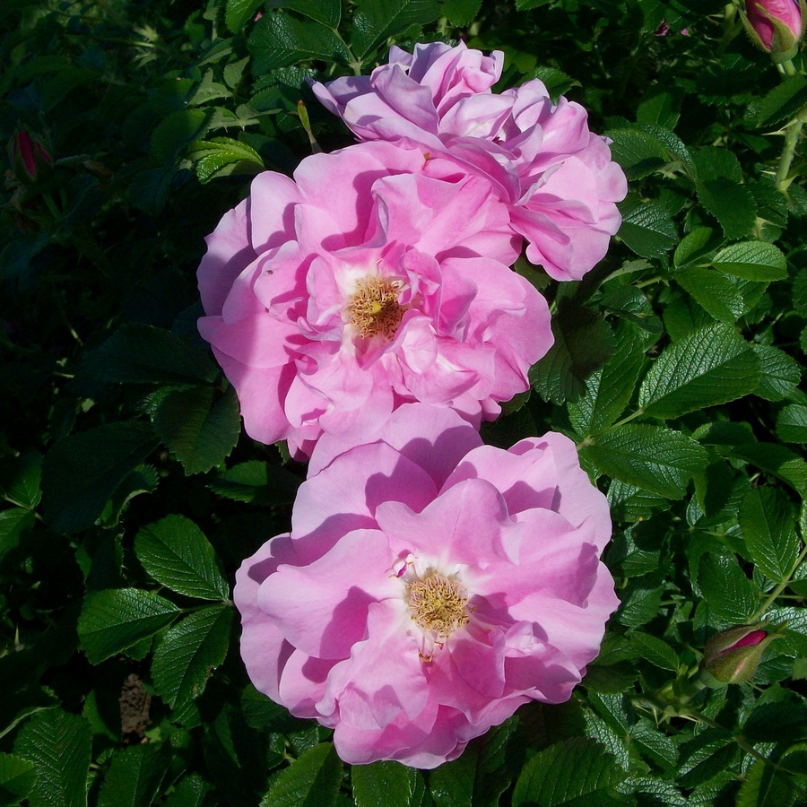 Роза парковая канадская сорта с фото и названиями