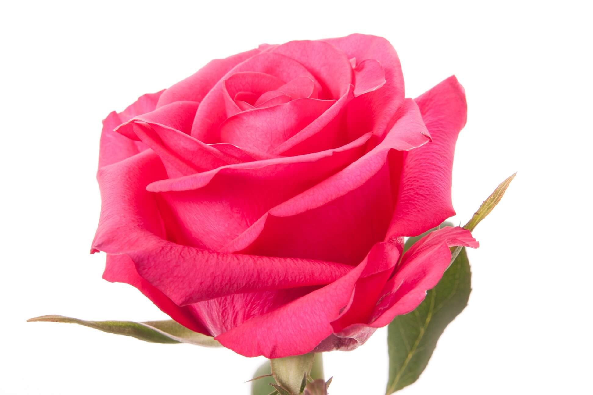 Роза сорт Лола Эквадор