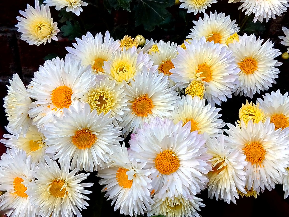 фото красивых цветов хризантемы