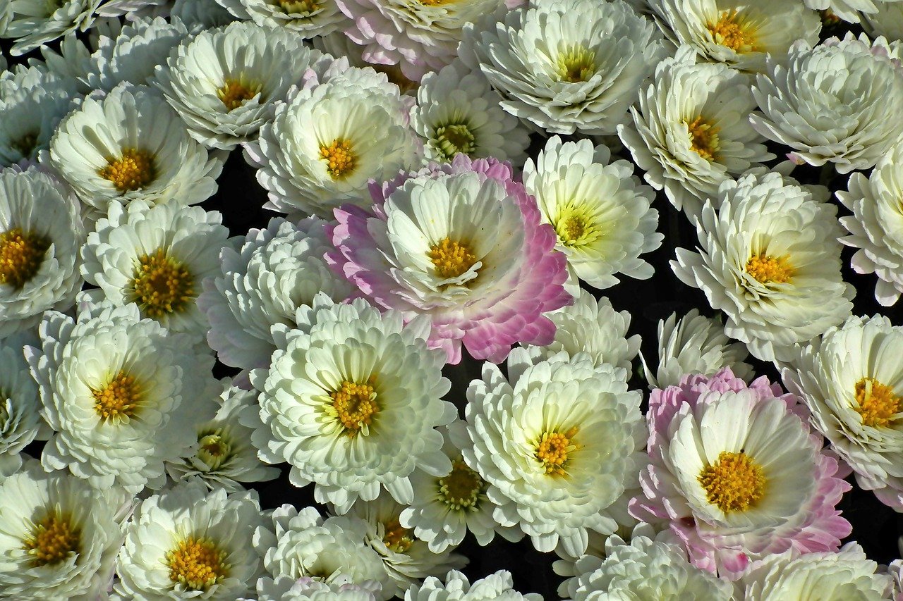 хризантема кустовая чик фото