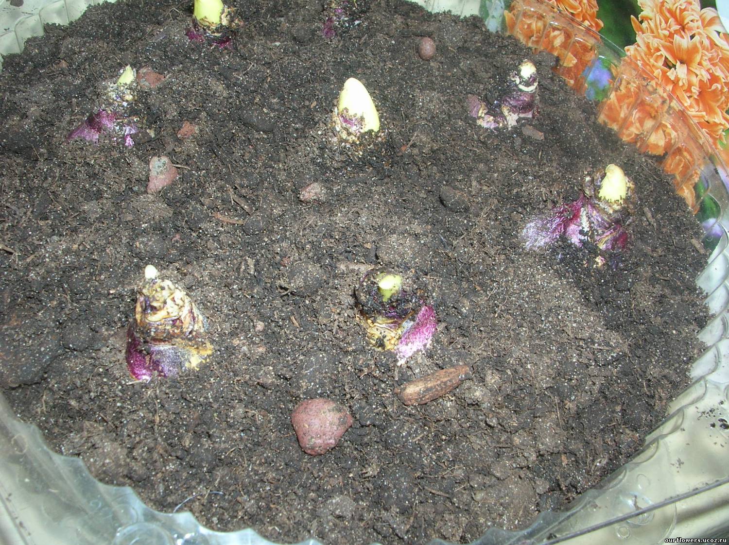 Посадка гиацинтов осенью в открытый грунт