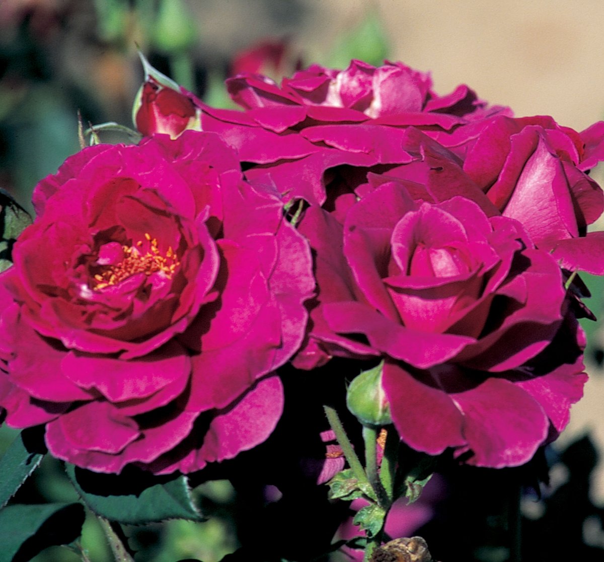 Роза фламенко фото и описание