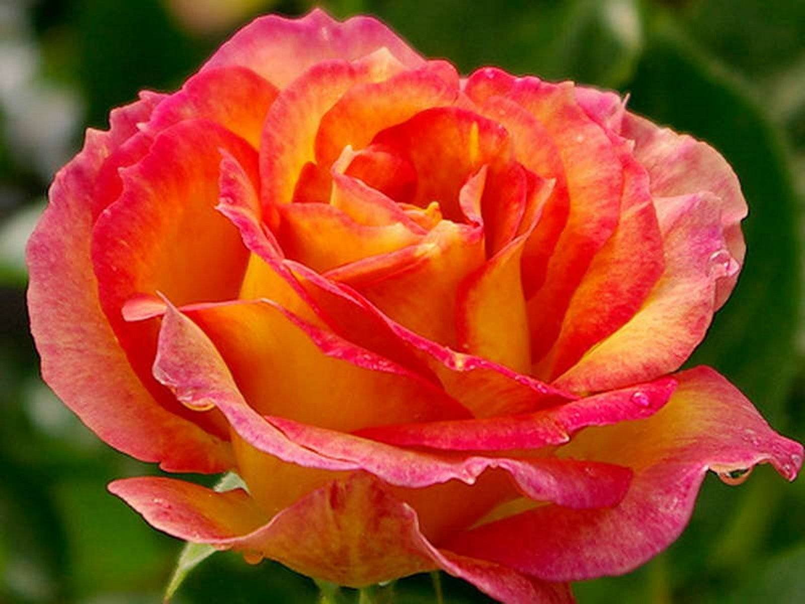 Роза чайно-гибридная оранж