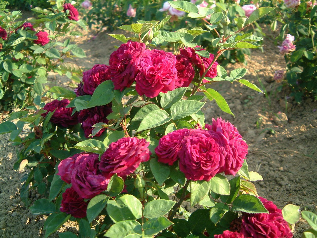 Артюр рембо роза фото