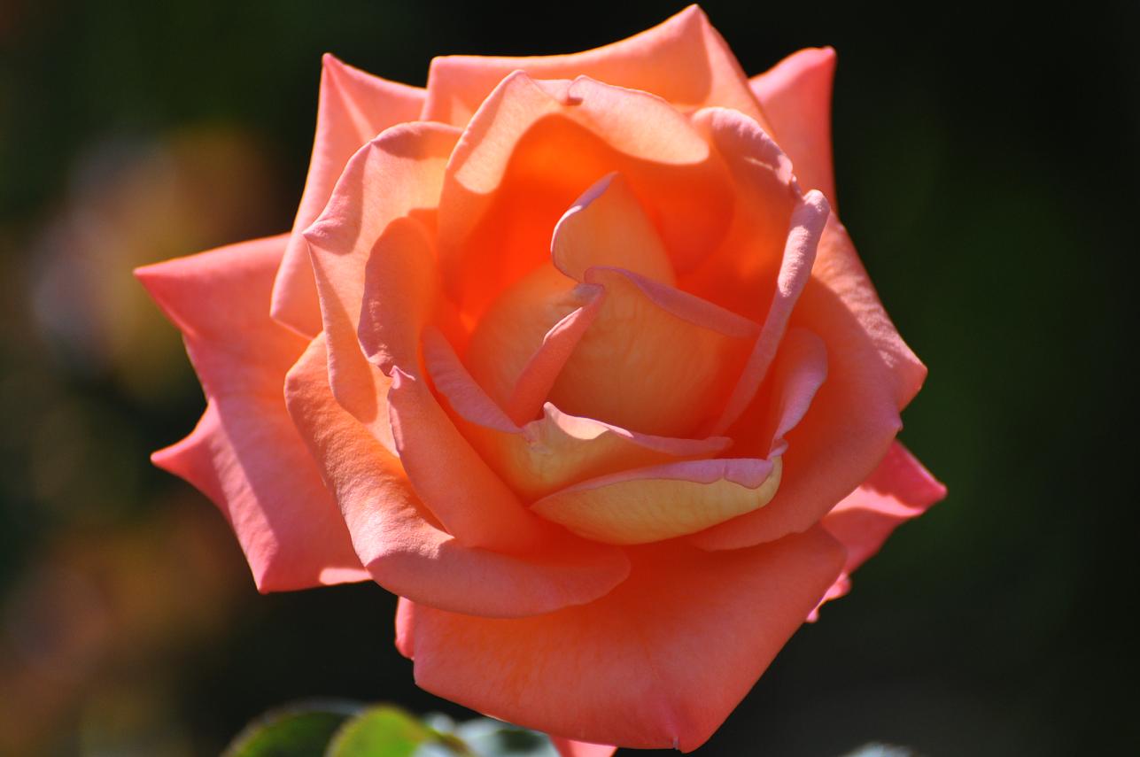 Артюр рембо роза фото