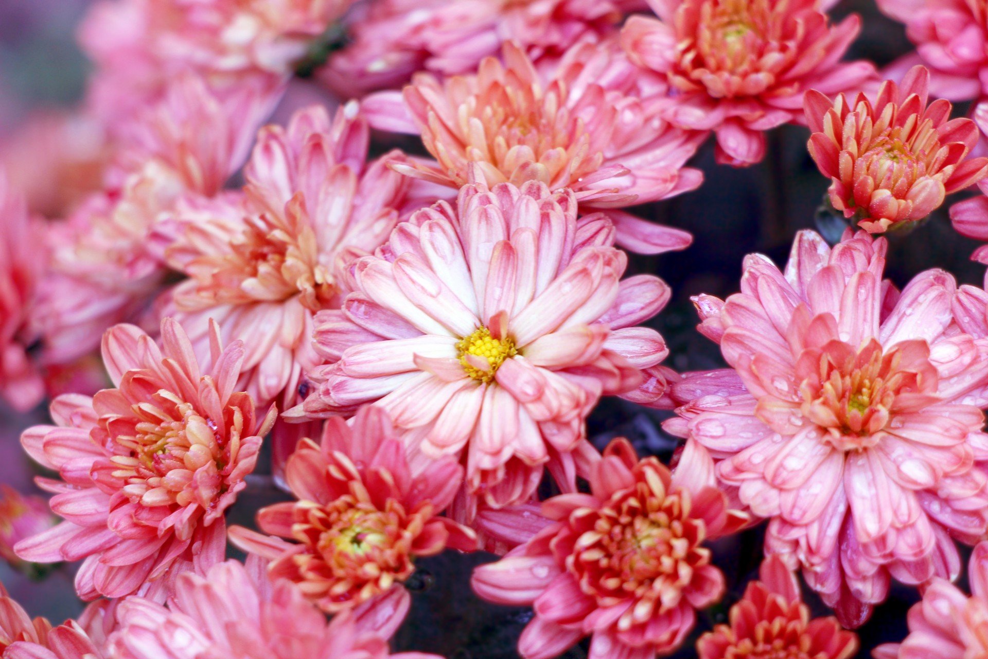Хризантема розовый фламинго фото и описание