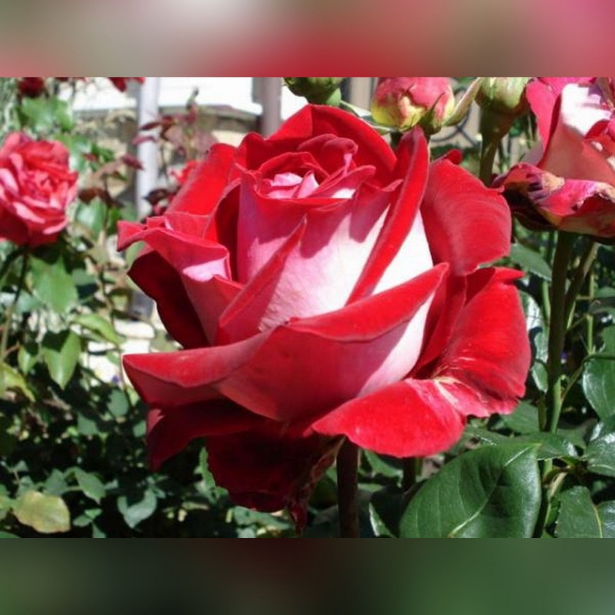Роза ассирия фото и описание