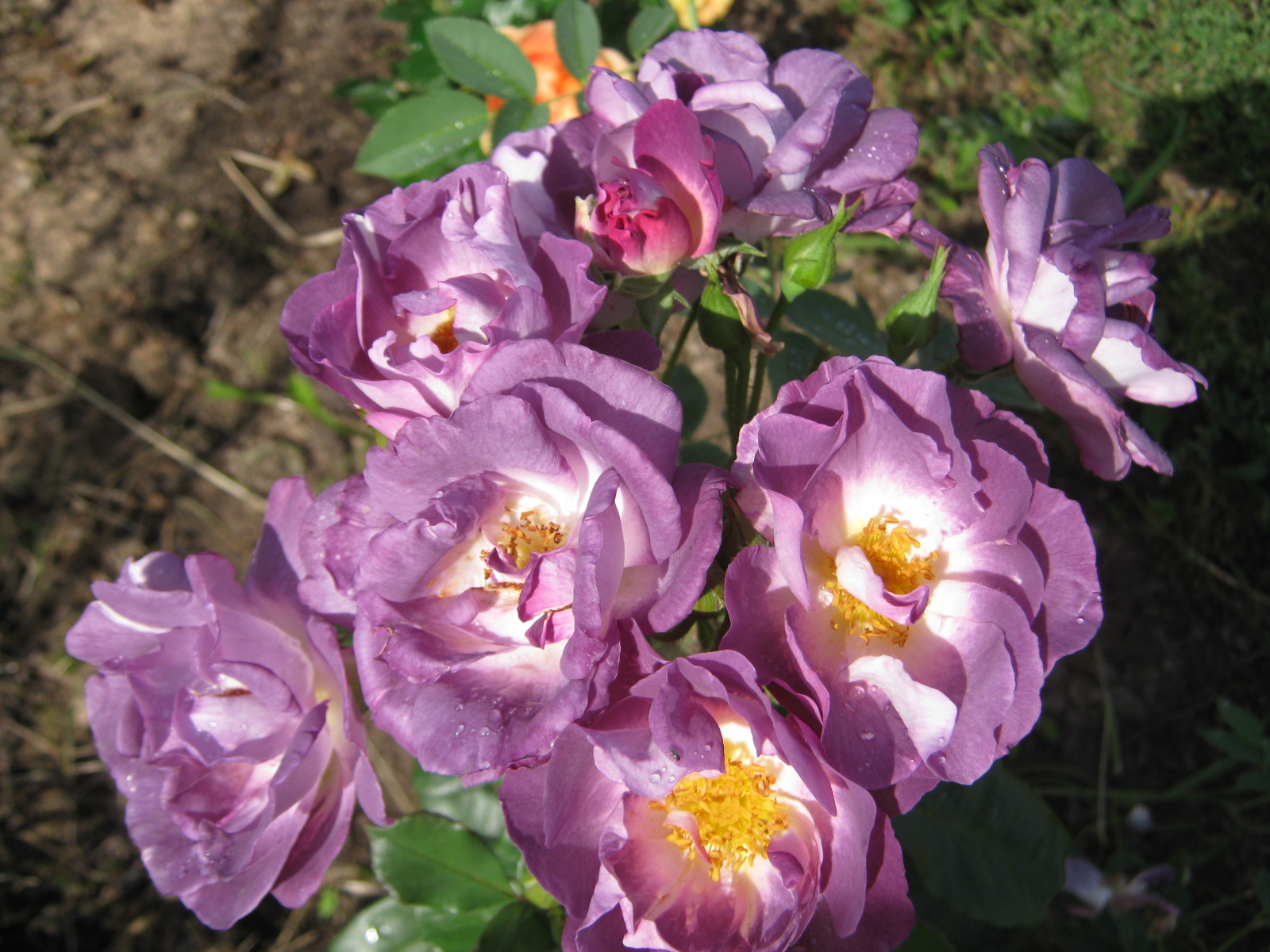 Гультемия Персидская роза