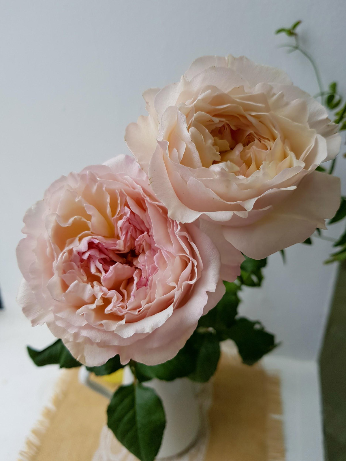 Микото роза японской селекции