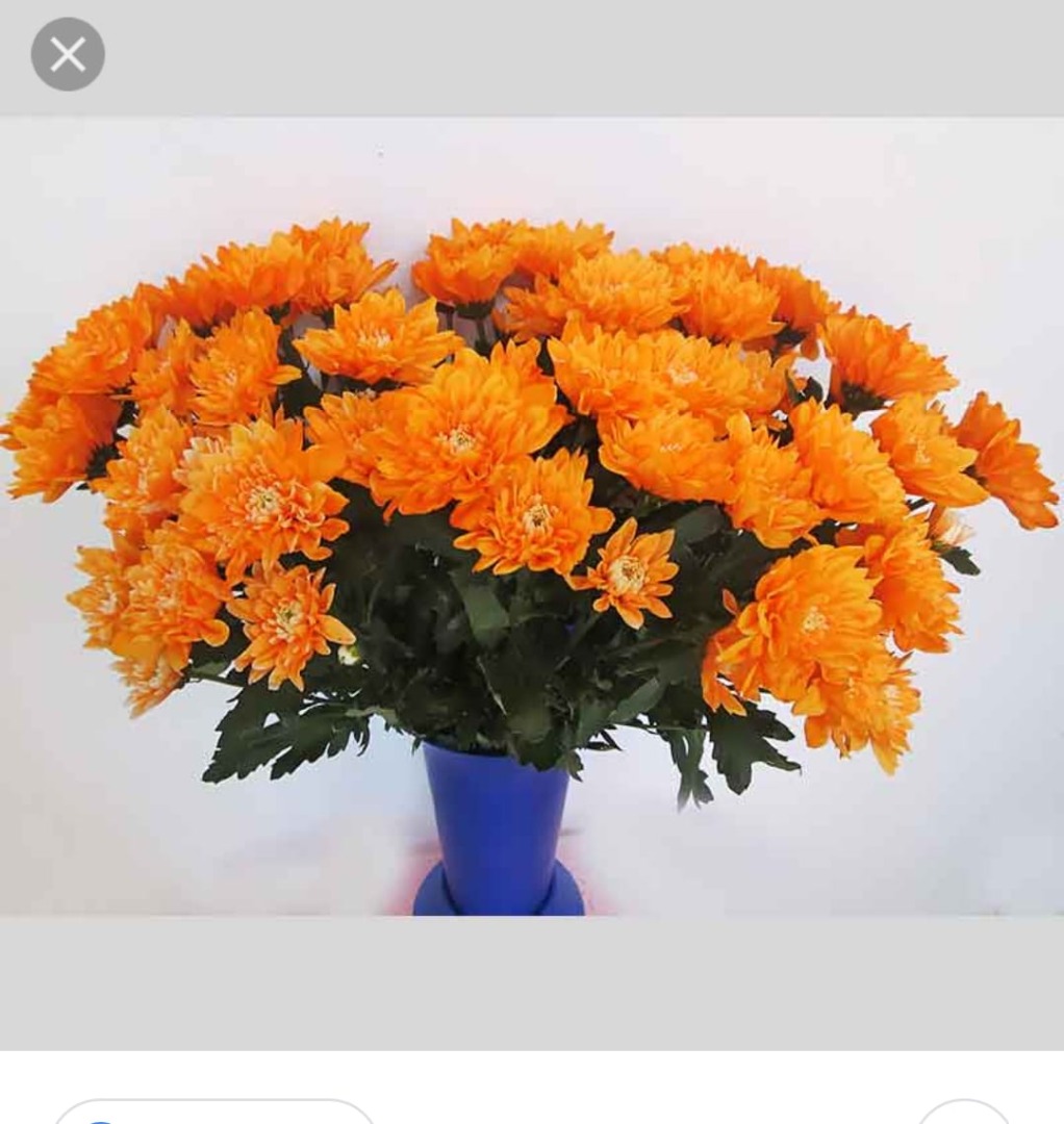Хризантема маскулино оранж фото и описание