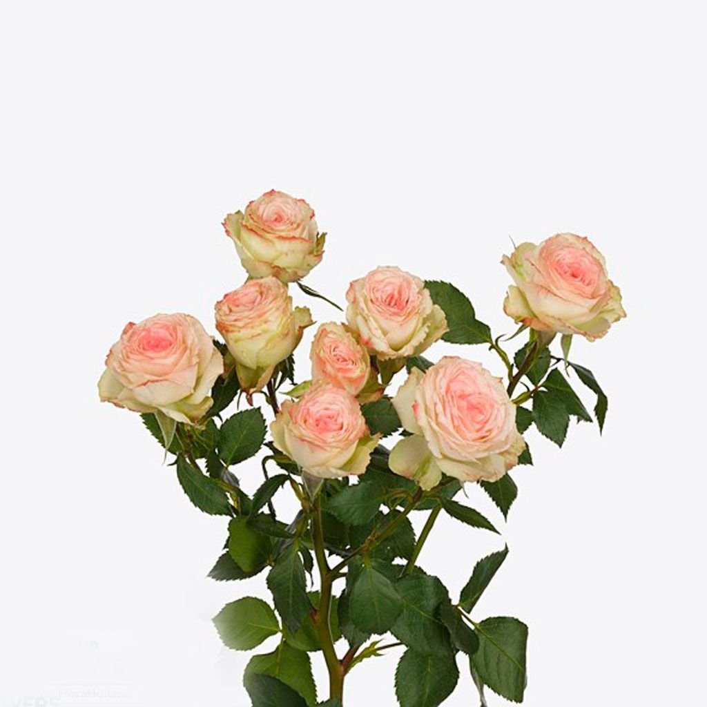 Роза кустовая Азоре
