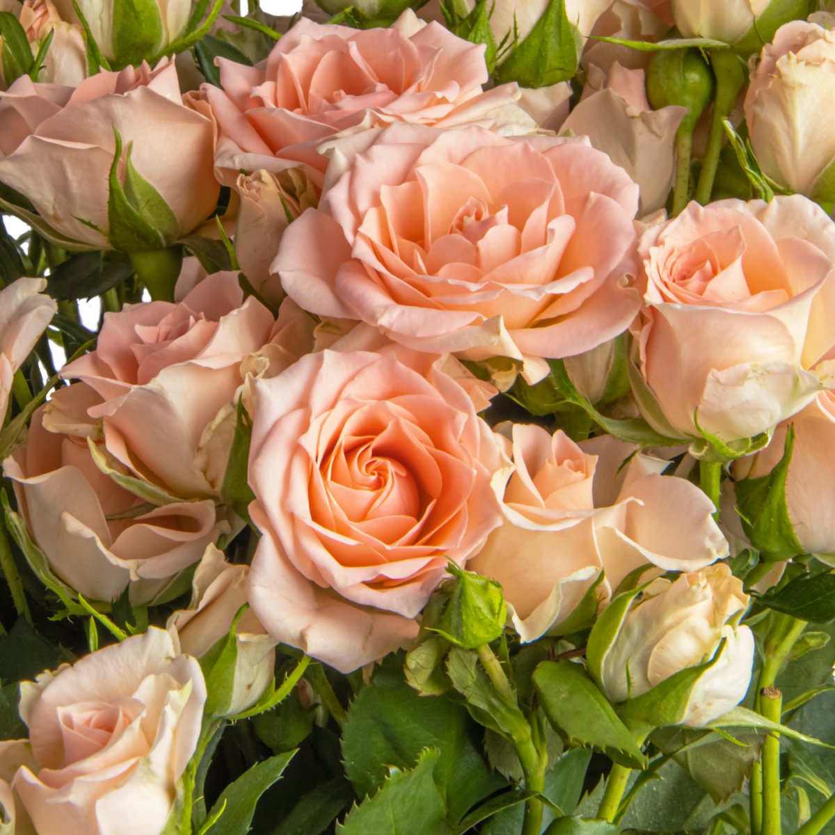 Роза грация розовая фото и описание