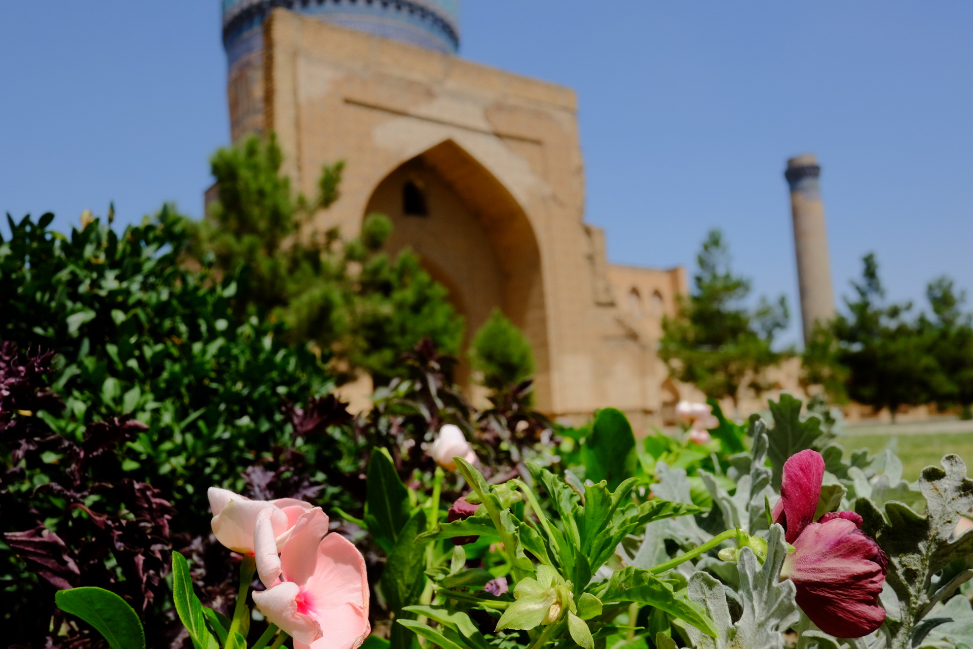 Самарканда Samarkanda роза