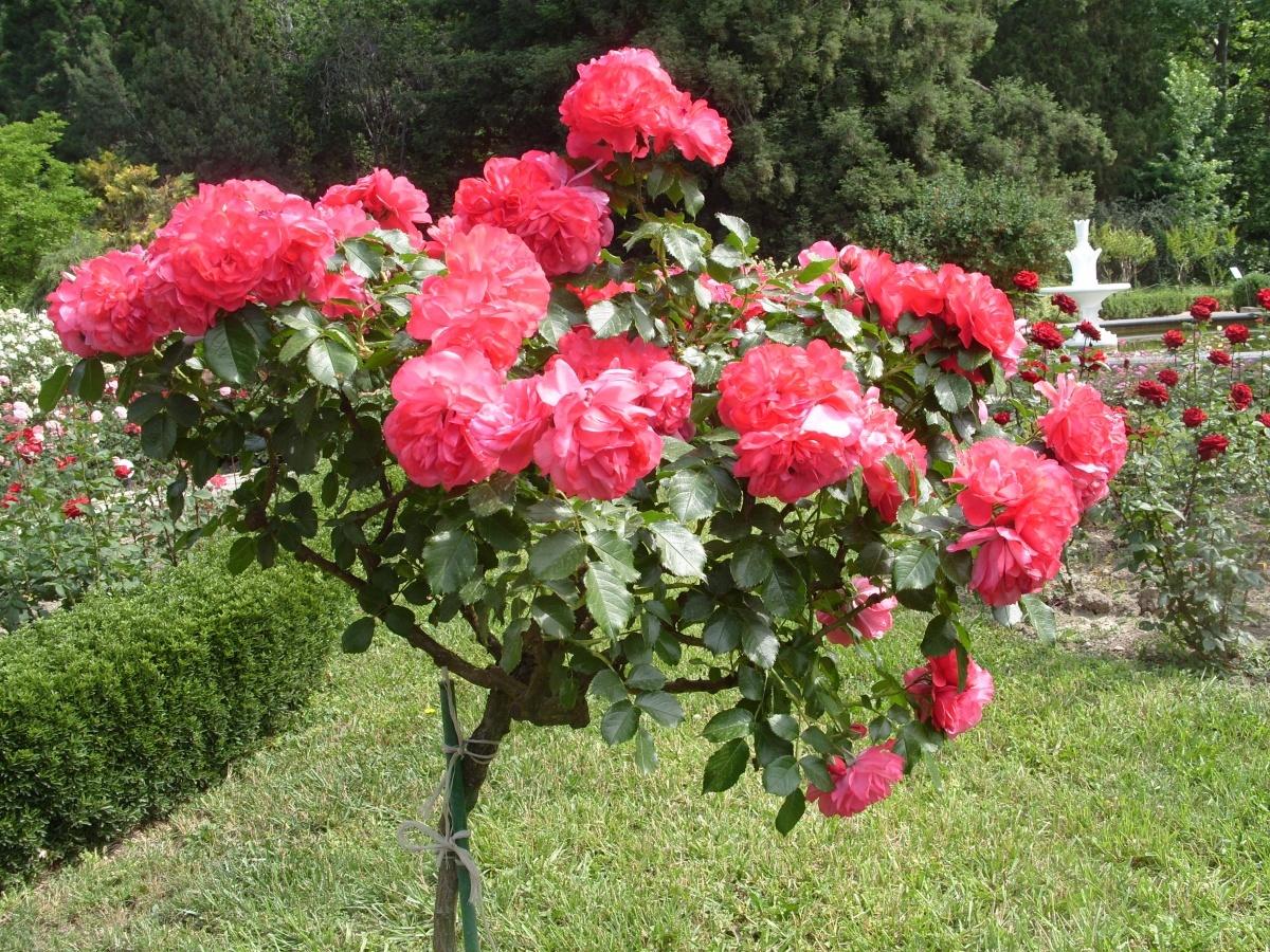 Штамбовая роза Розариум Ютерсен