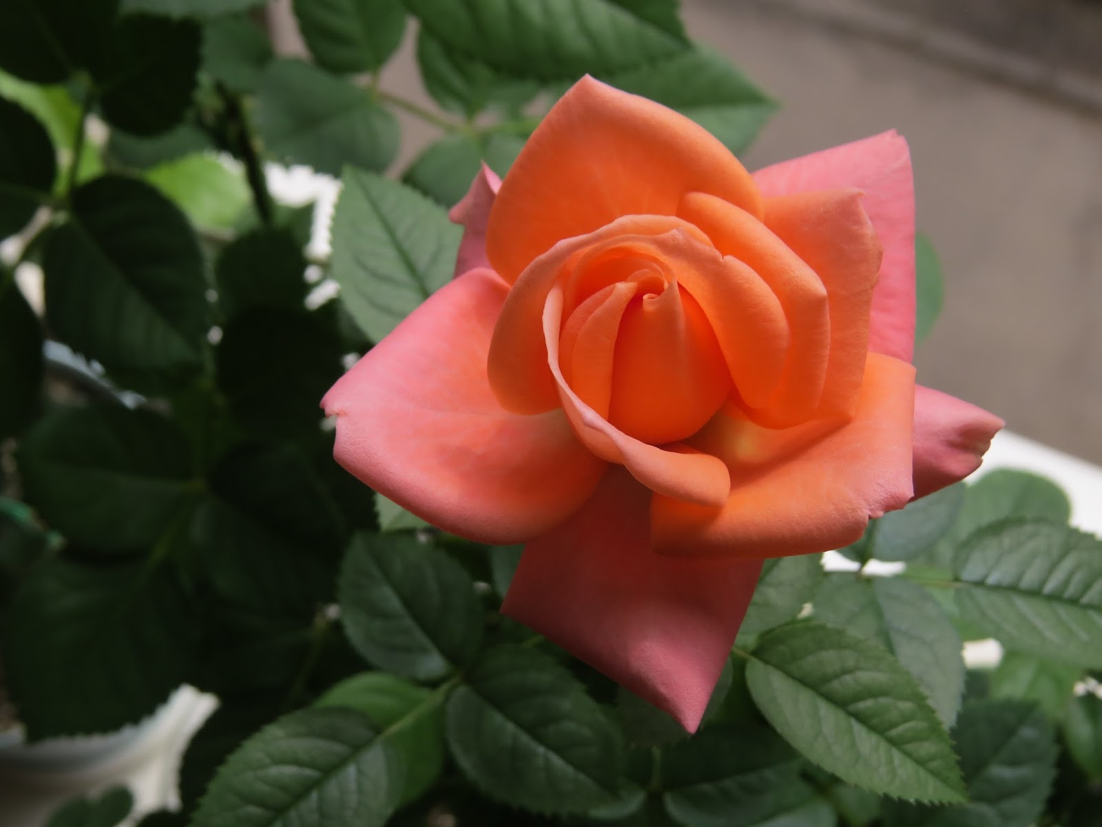 Роза миниатюрная калибра Кордана Calibra Kordana
