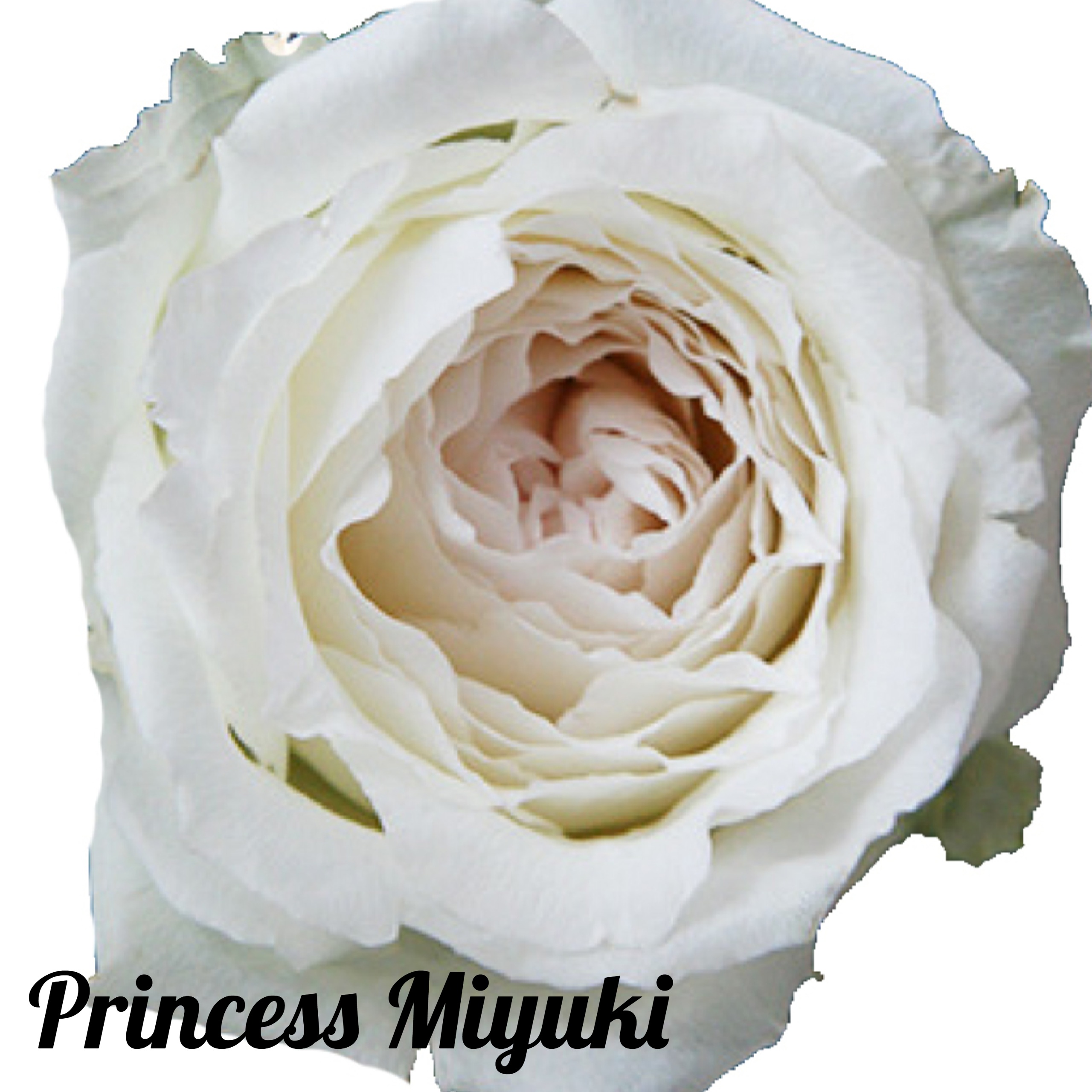 Роза принцесса Миюки