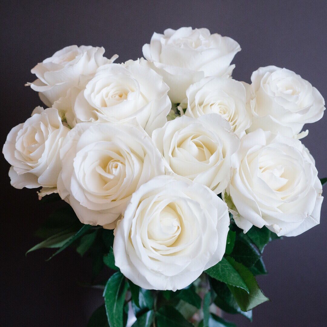 розы белого цвета сорта фото