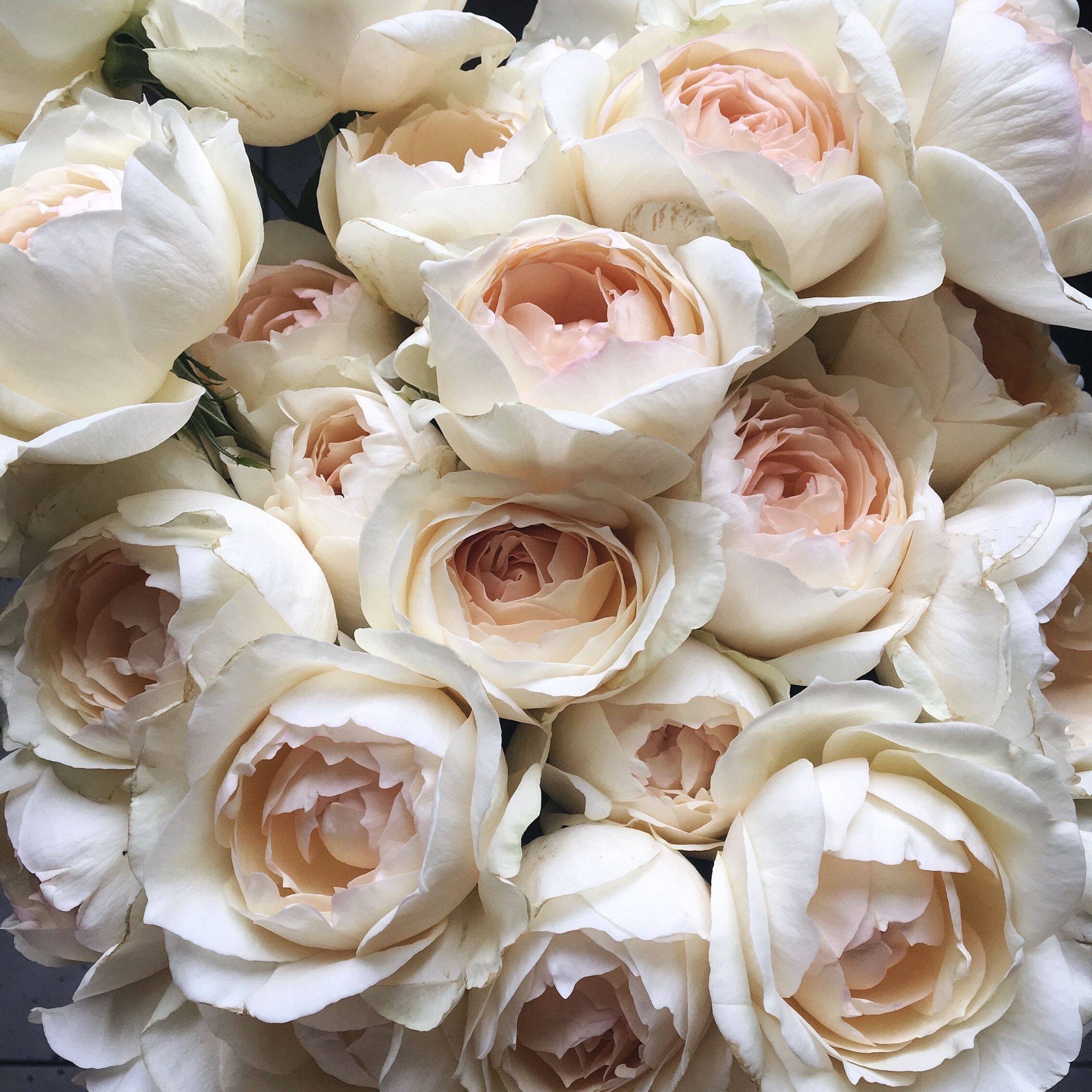 Пионовидные розы сорта с фото
