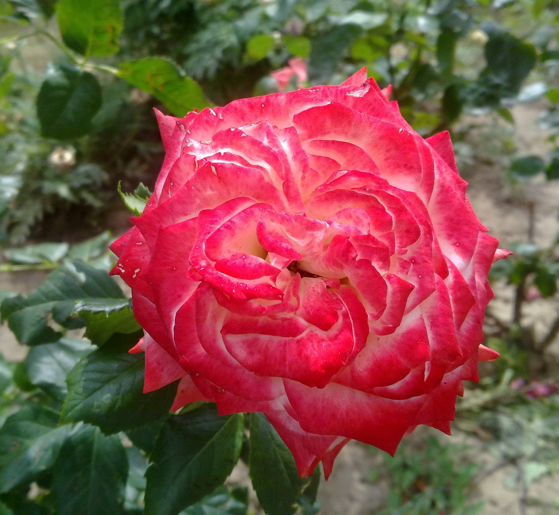 Роза чайно-гибридная (Rosa Haydock Park) Окс