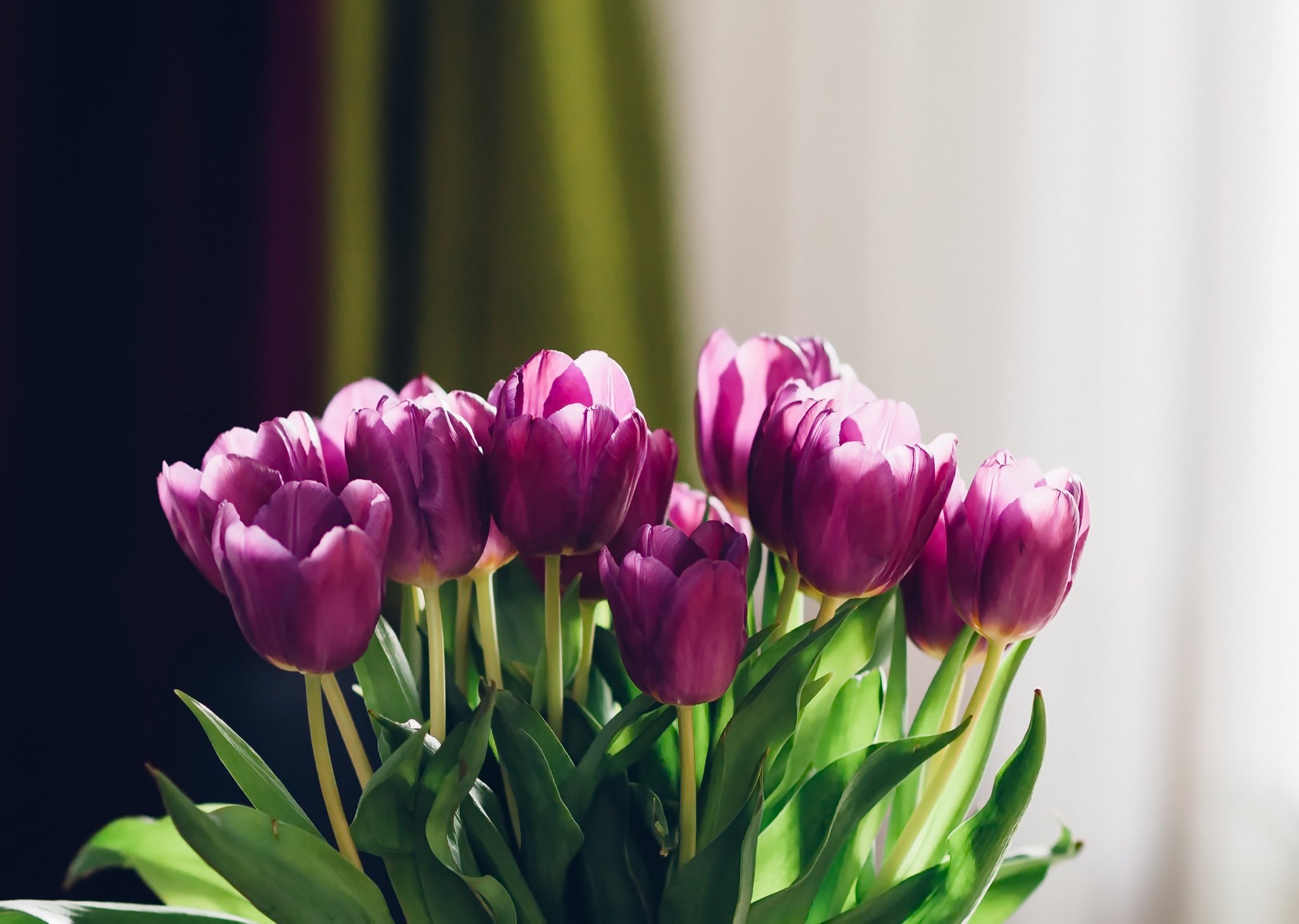 Тюльпан пионовидный aglaophotis Tulipa